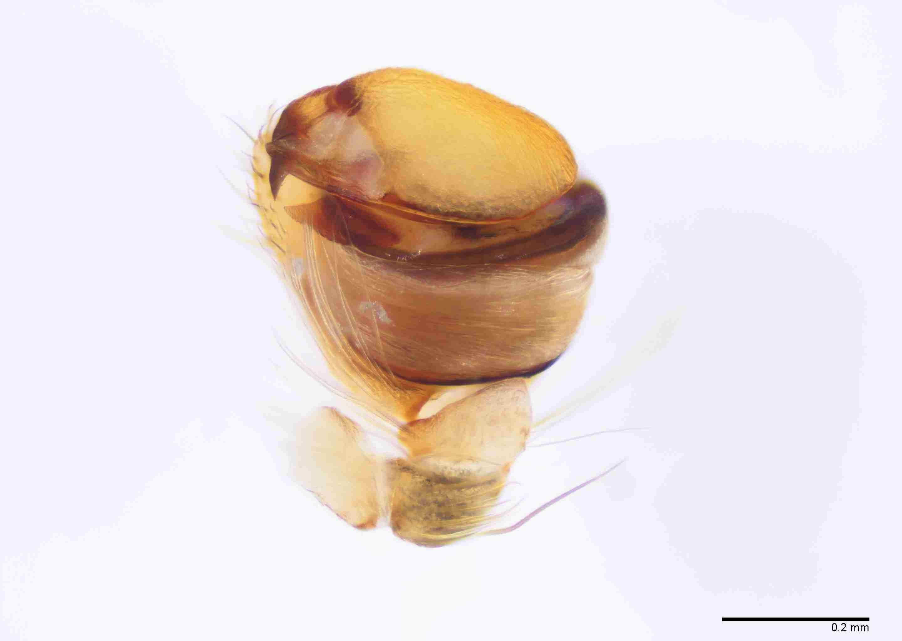 INVPICV286mppalvPXF033_100X_E2B.jpg