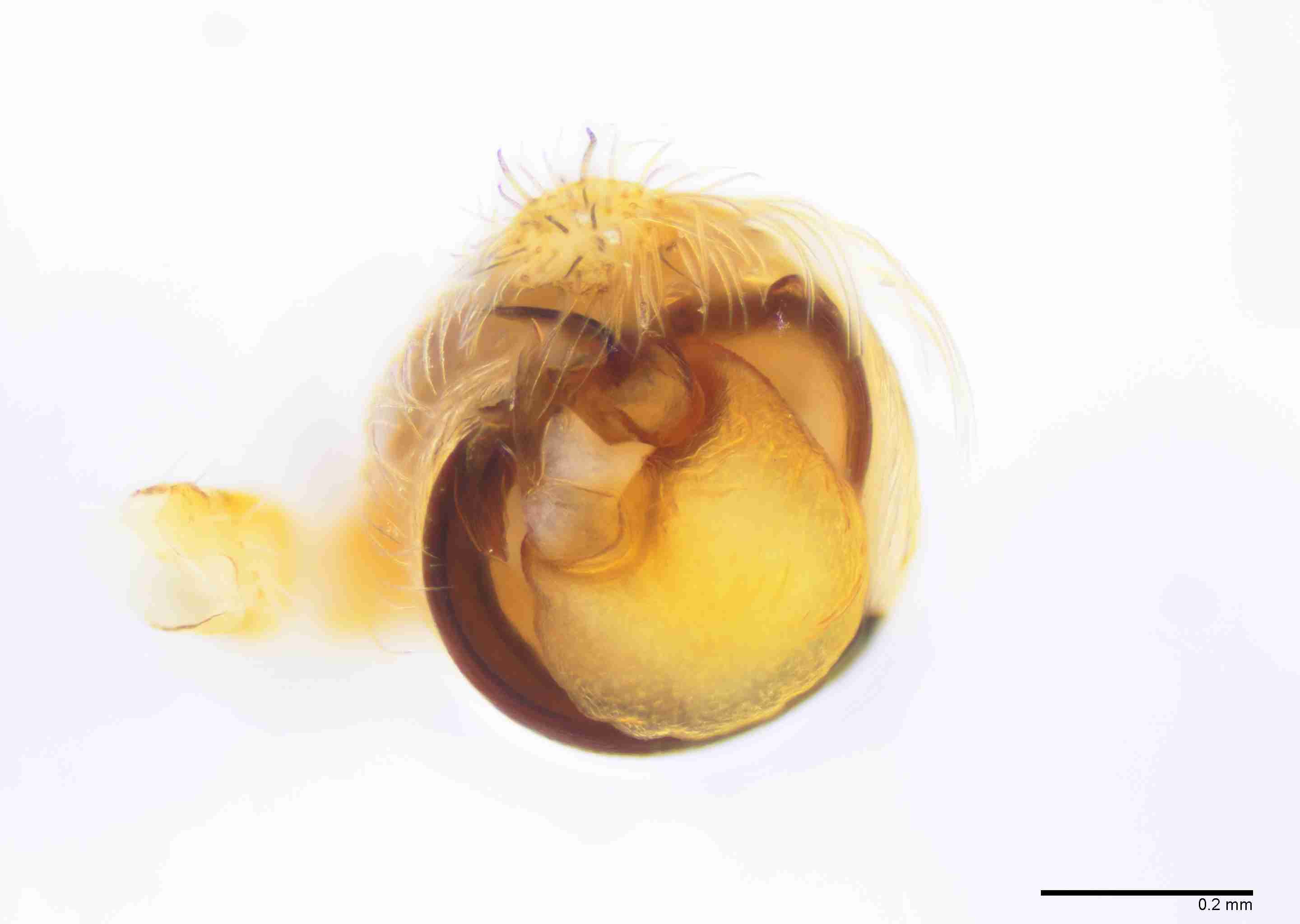 INVPICV287mppalaPXF035_100X_E2B.jpg