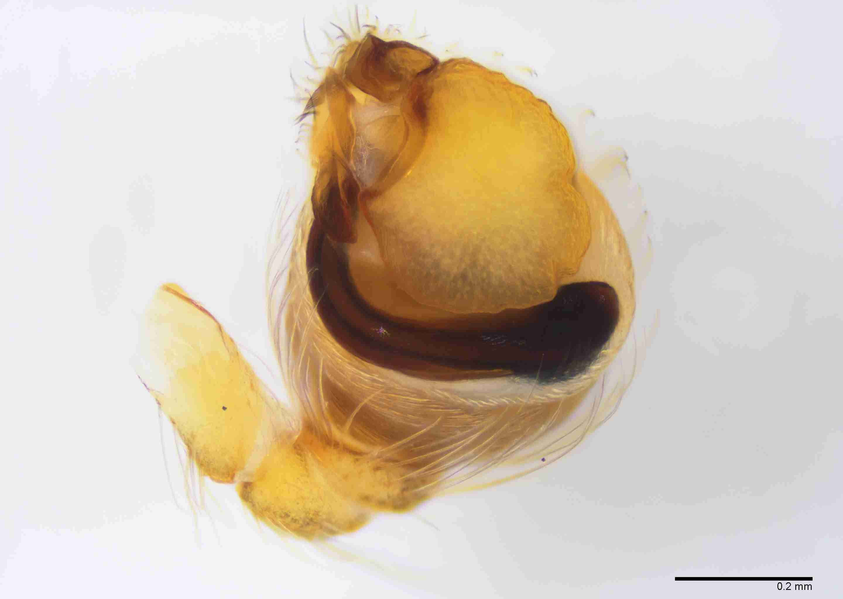 INVPICV287mppalvPXF035_100X_E2B.jpg