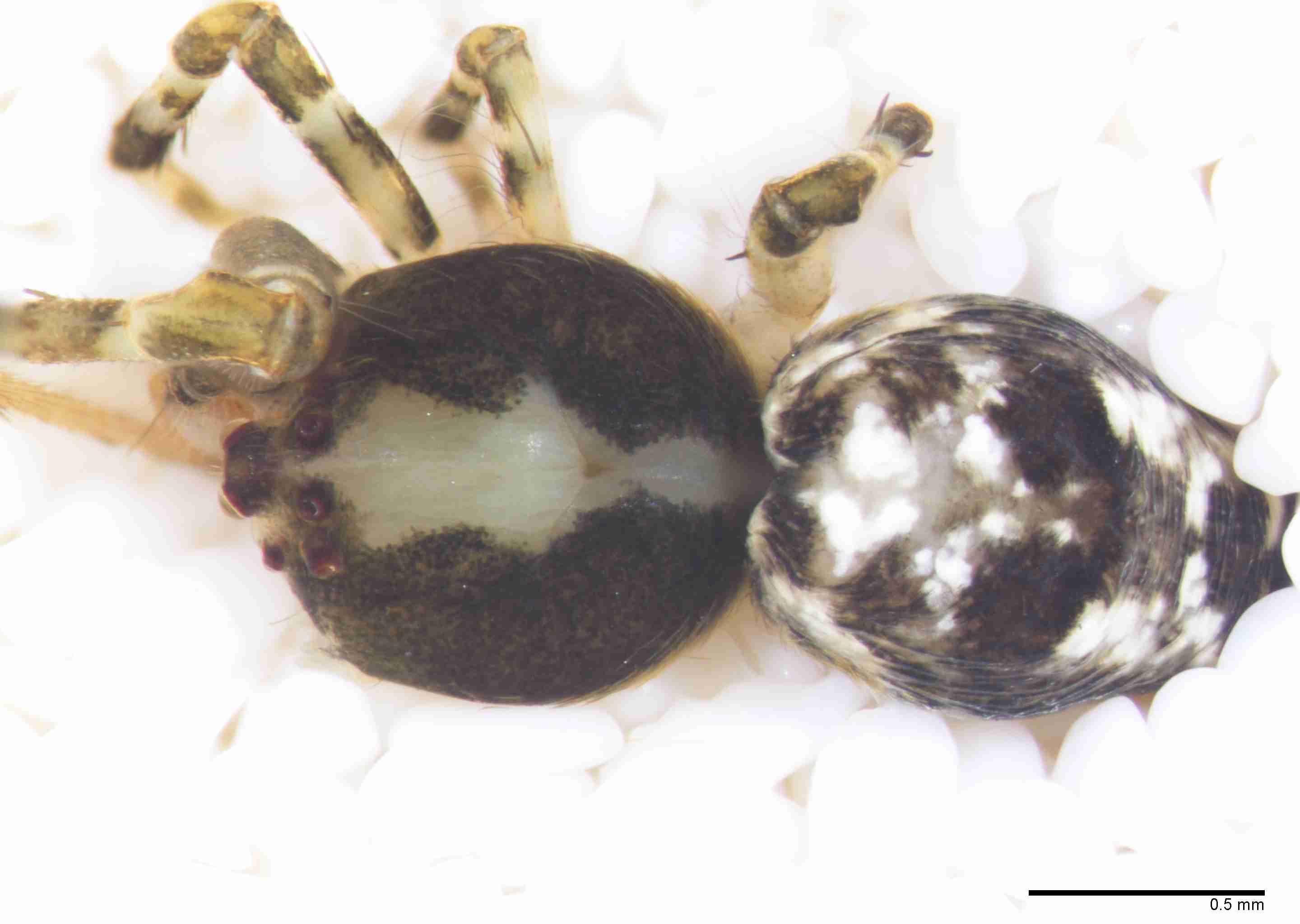 INVPICV288mphabdPXF037_45X_Z10.jpg