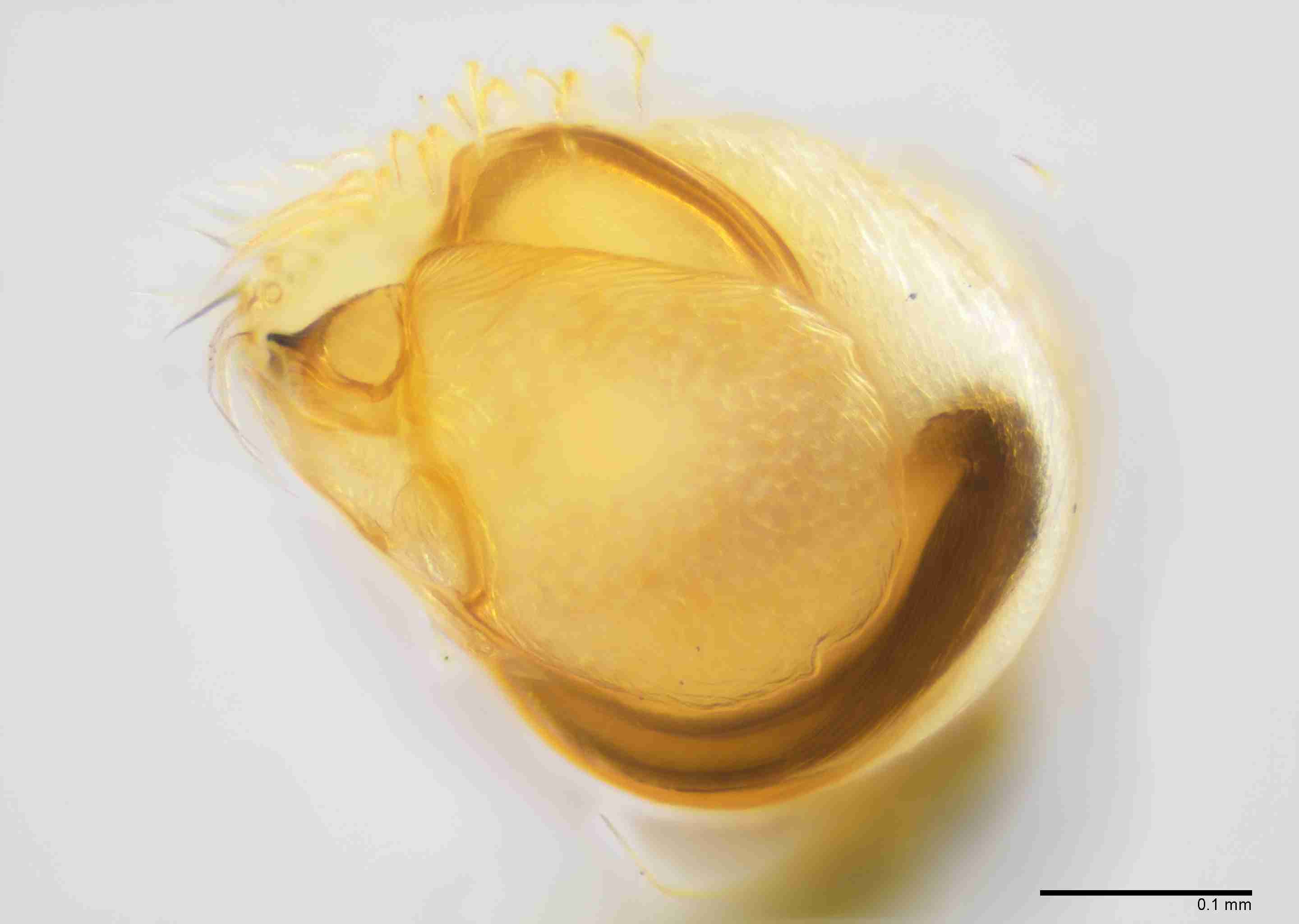 INVPICV288mppalvPXF037_200X_E2B.jpg