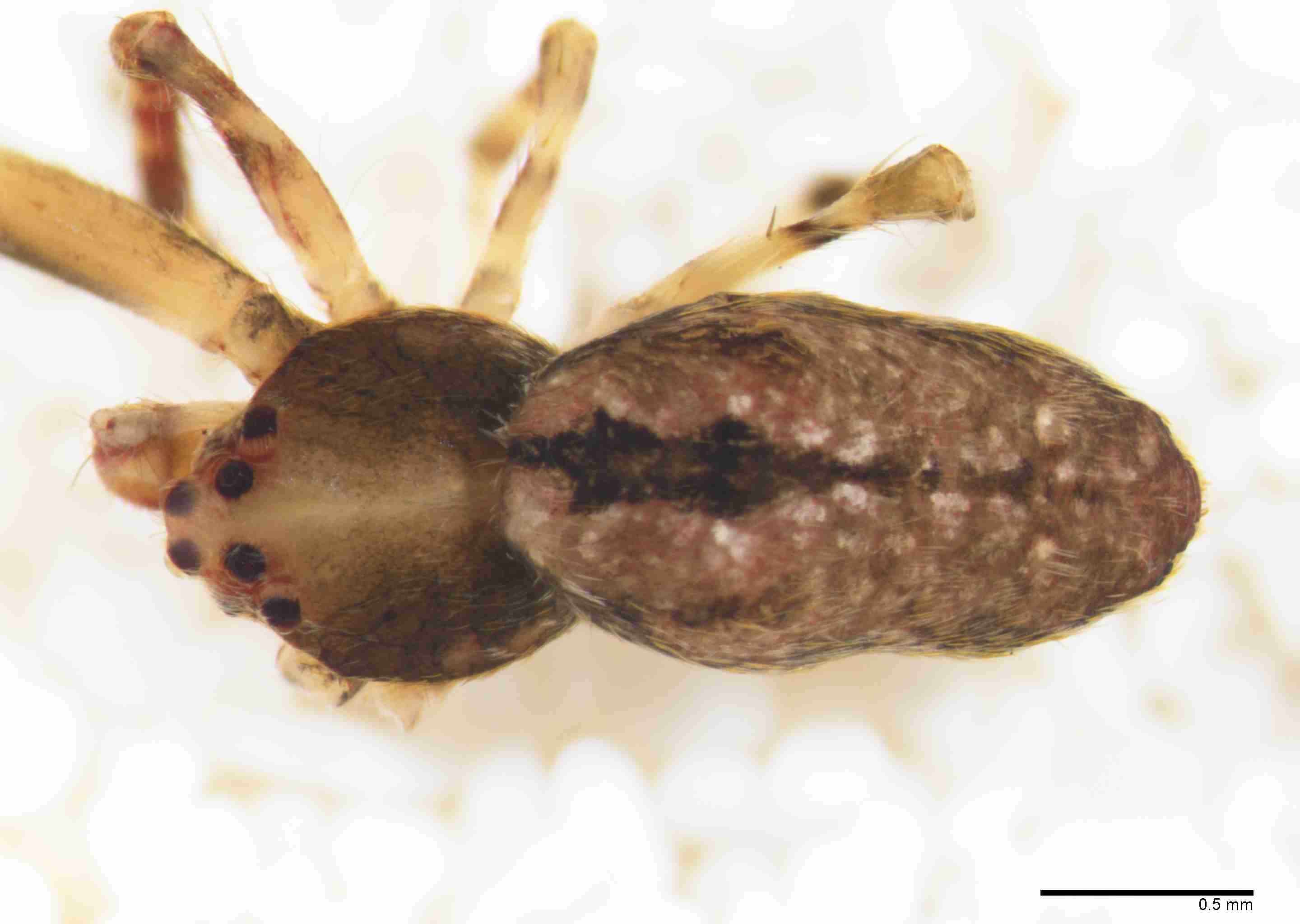 INVPICV289mphabdPXF038_40X_Z10.jpg