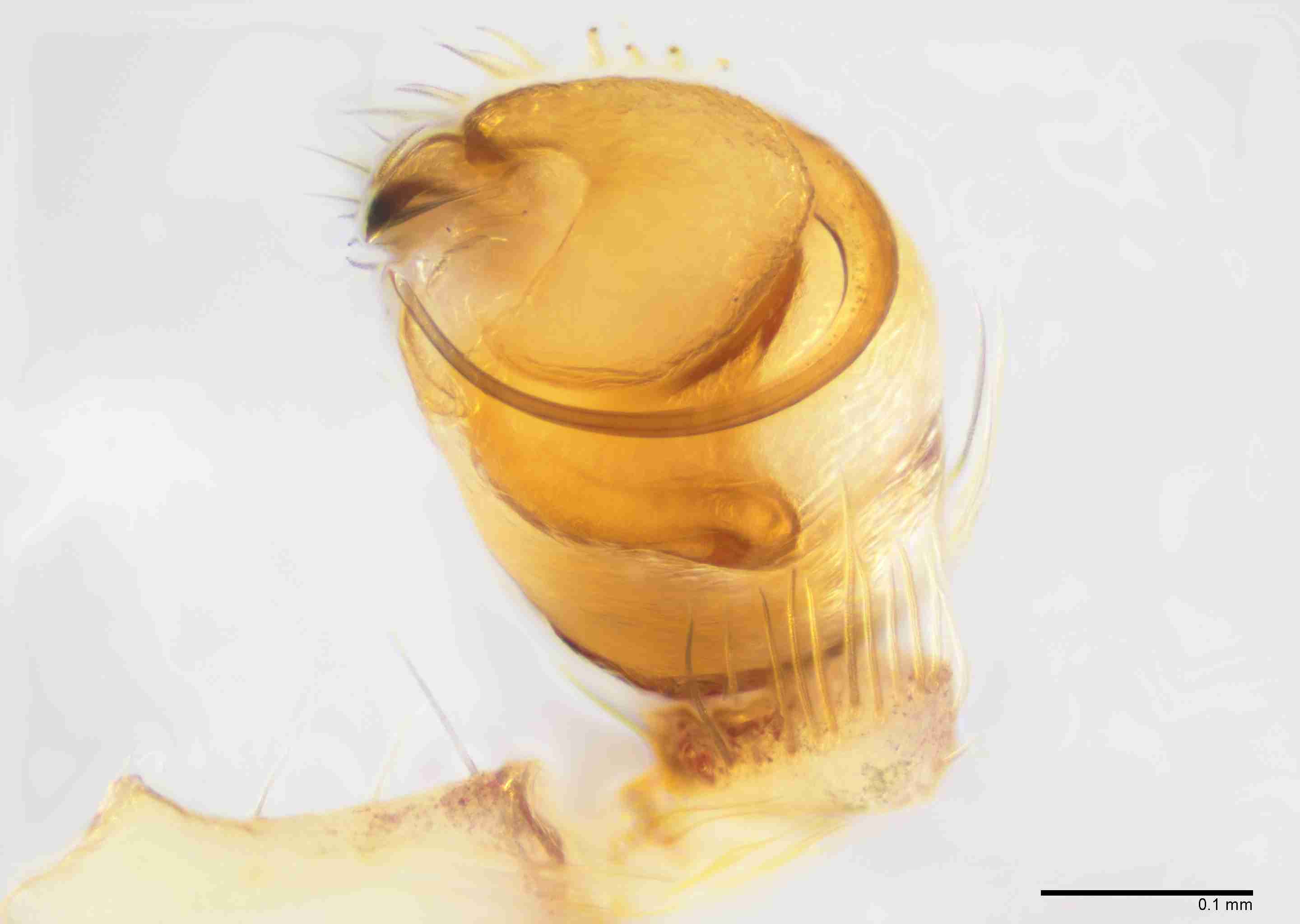 INVPICV289mppalvPXF038_200X_E2B.jpg