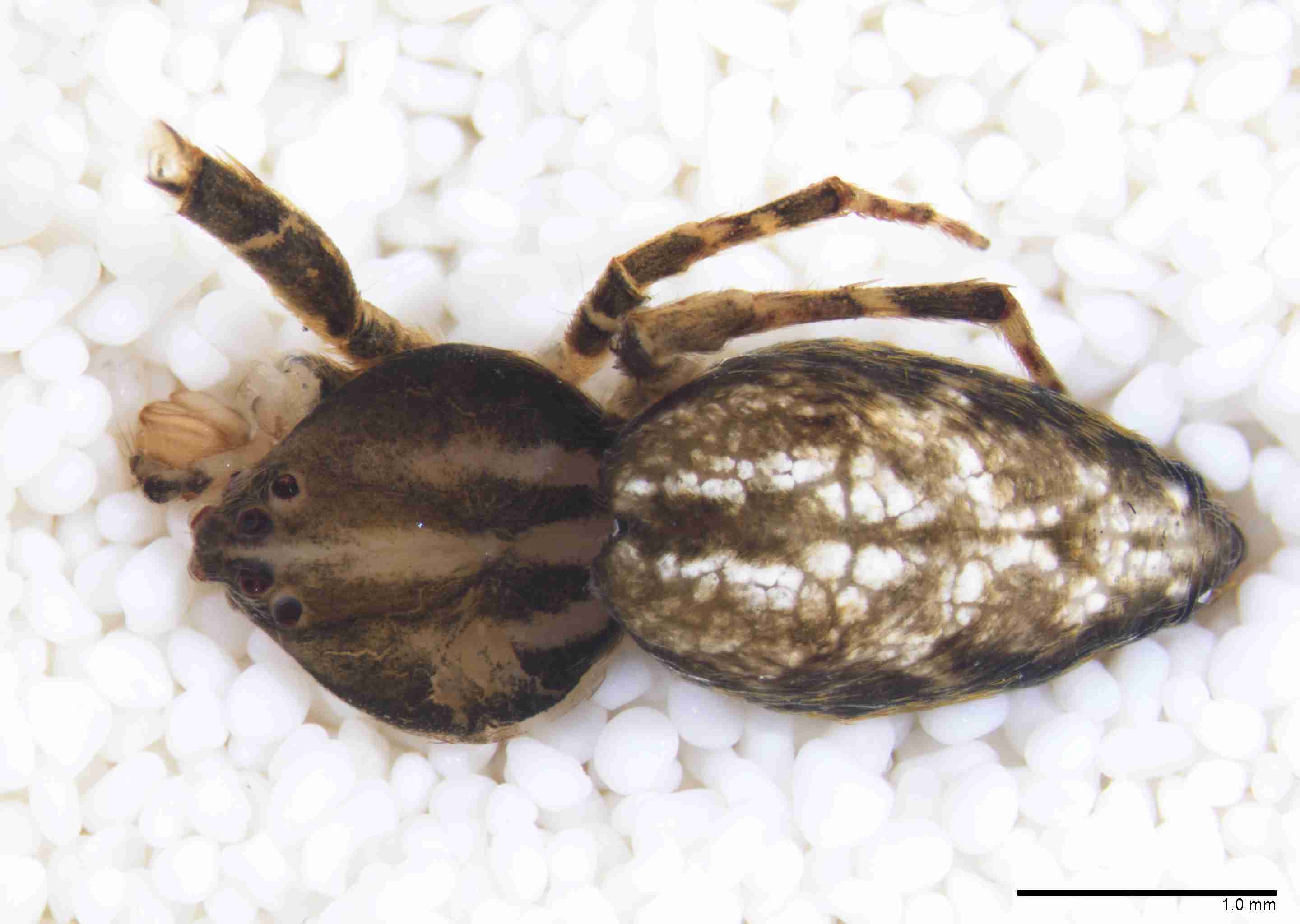 INVPICV290mphabdPXF041_25X_Z10.jpg