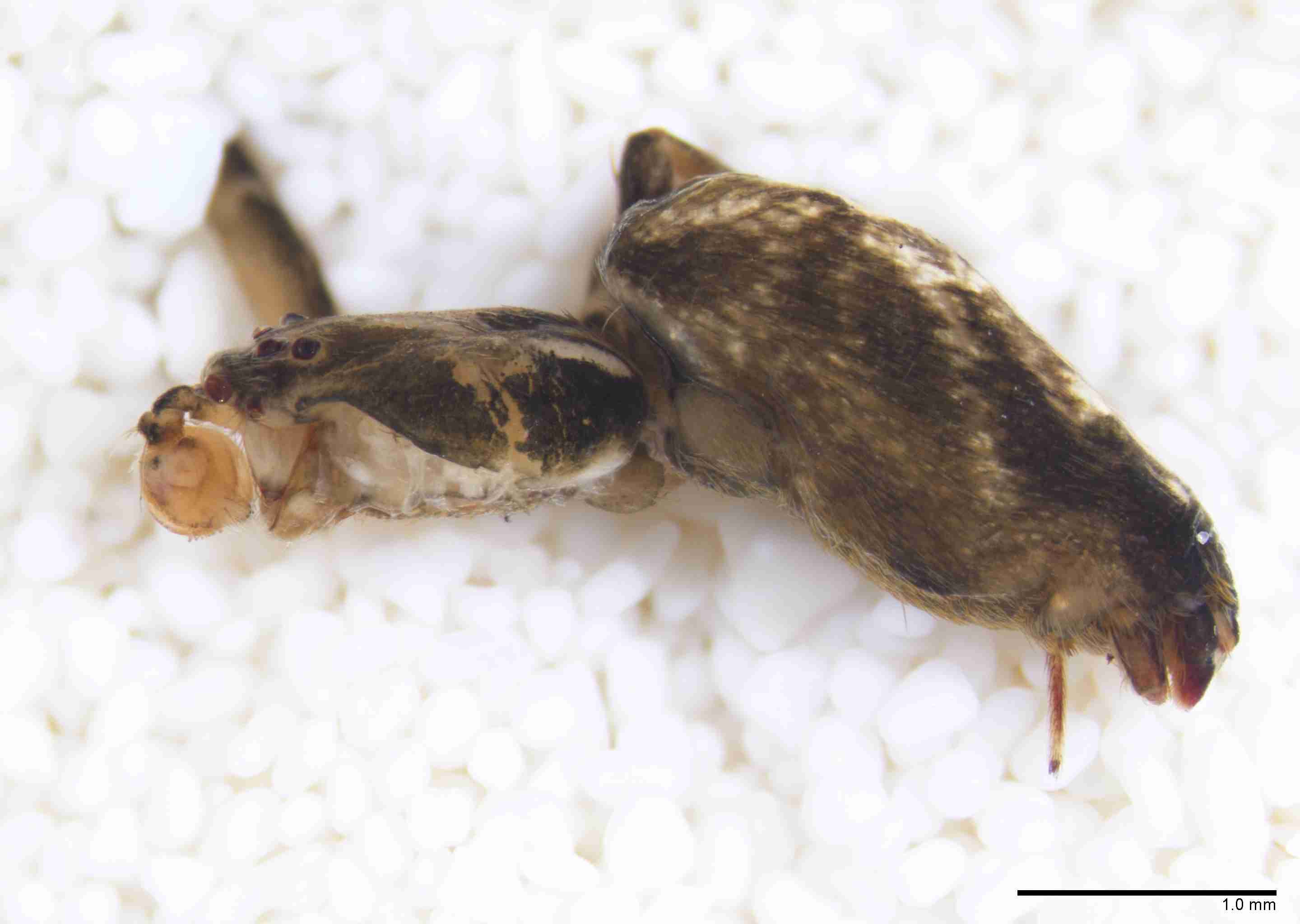 INVPICV290mphablPXF041_25X_Z10.jpg