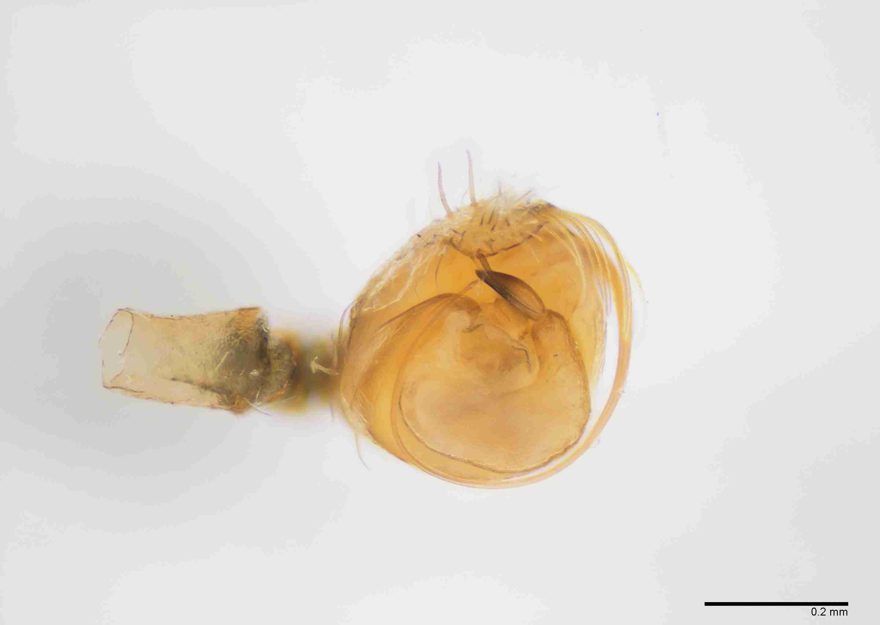 INVPICV290mppalaPXF041_100X_E2B.jpg