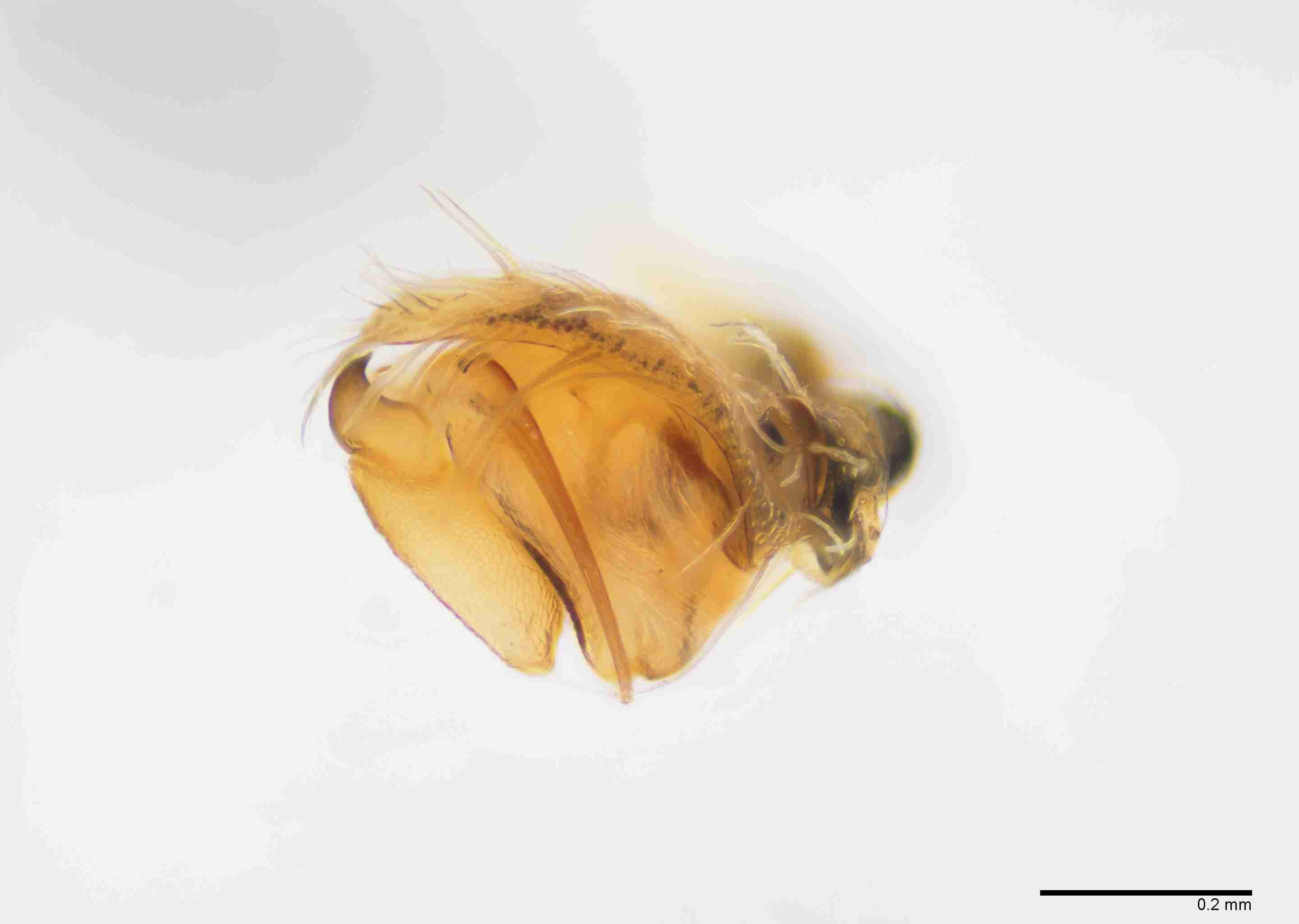 INVPICV290mppalpPXF041_100X_E2B.jpg