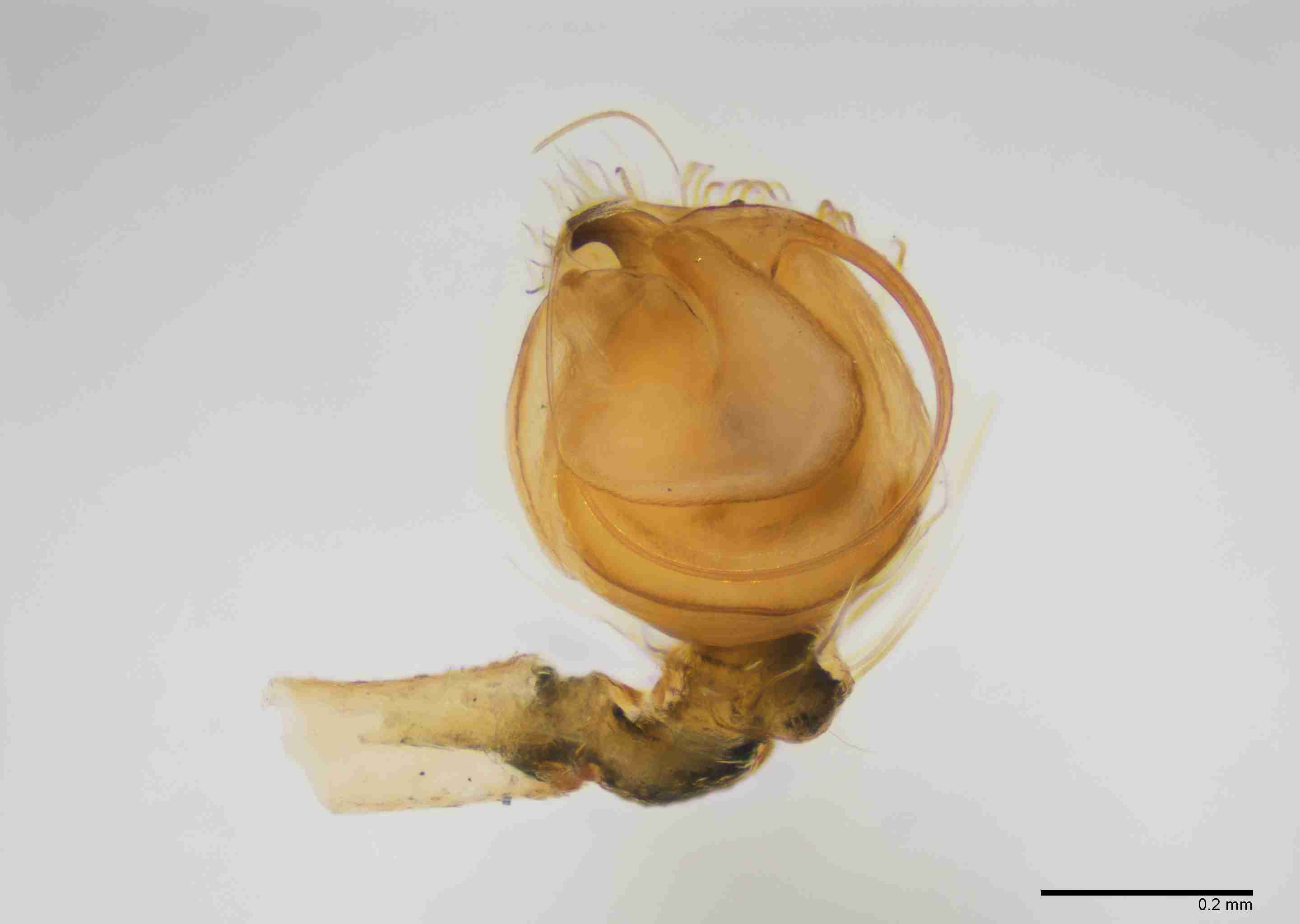 INVPICV290mppalvPXF041_100X_E2B.jpg