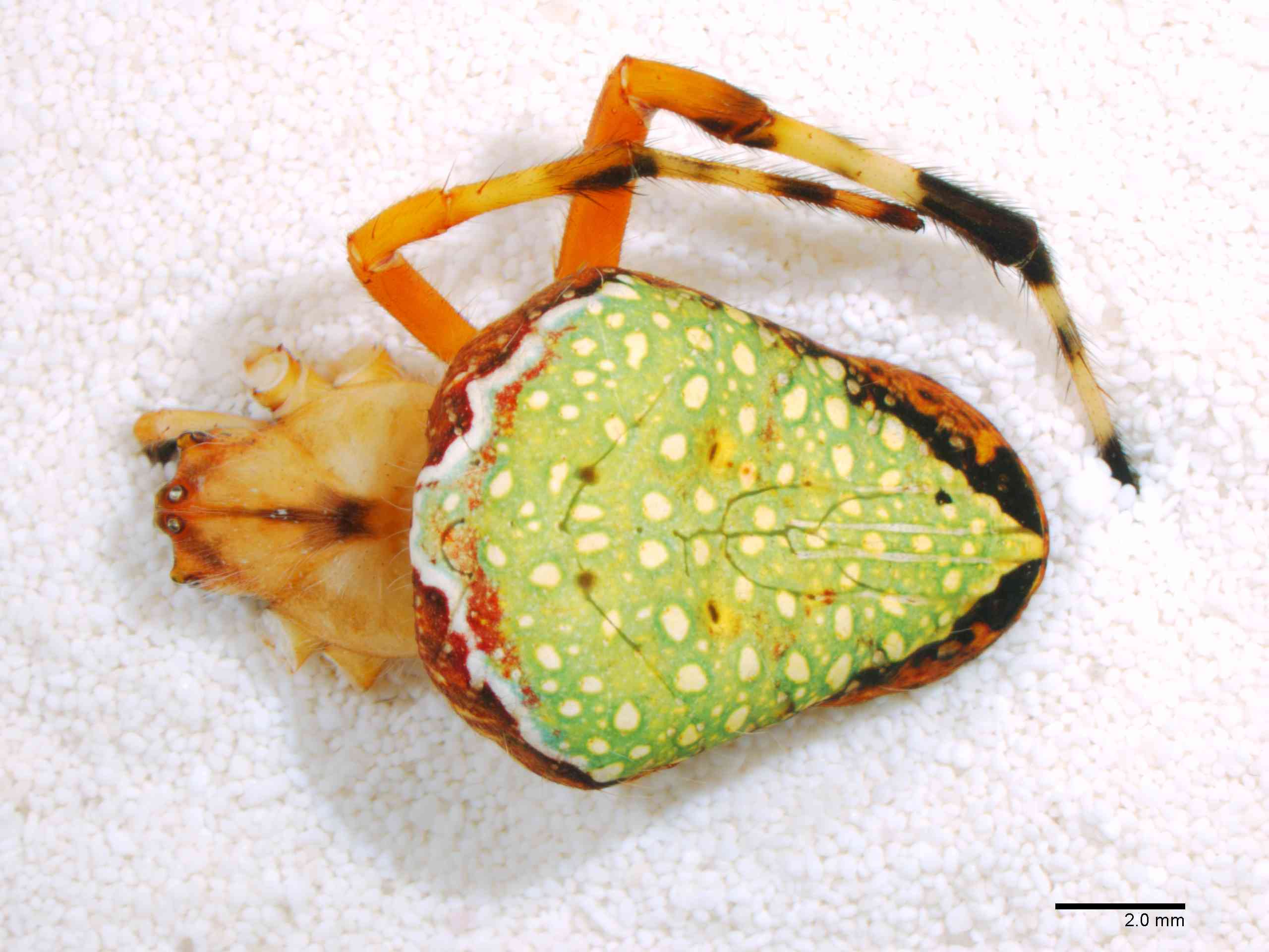 ARANEI0013fphabdTXV339_06X_Z12.jpg