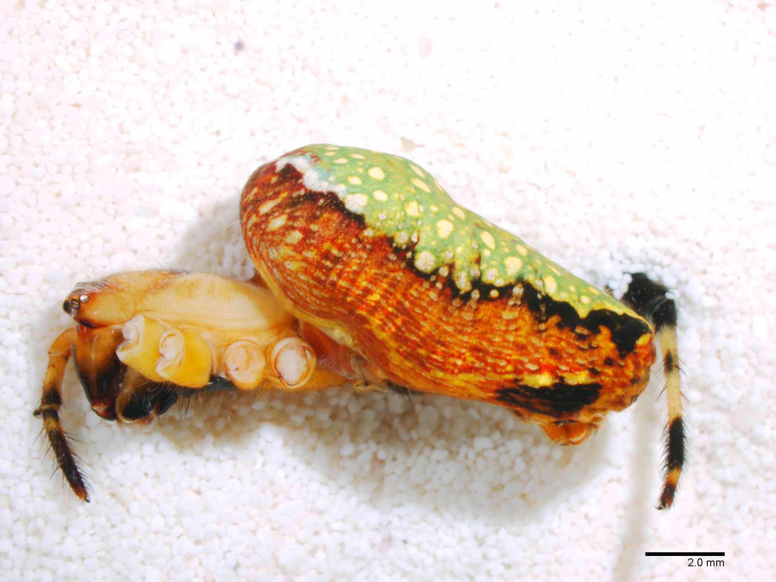 ARANEI0013fphablTXV339_06X_Z12.jpg