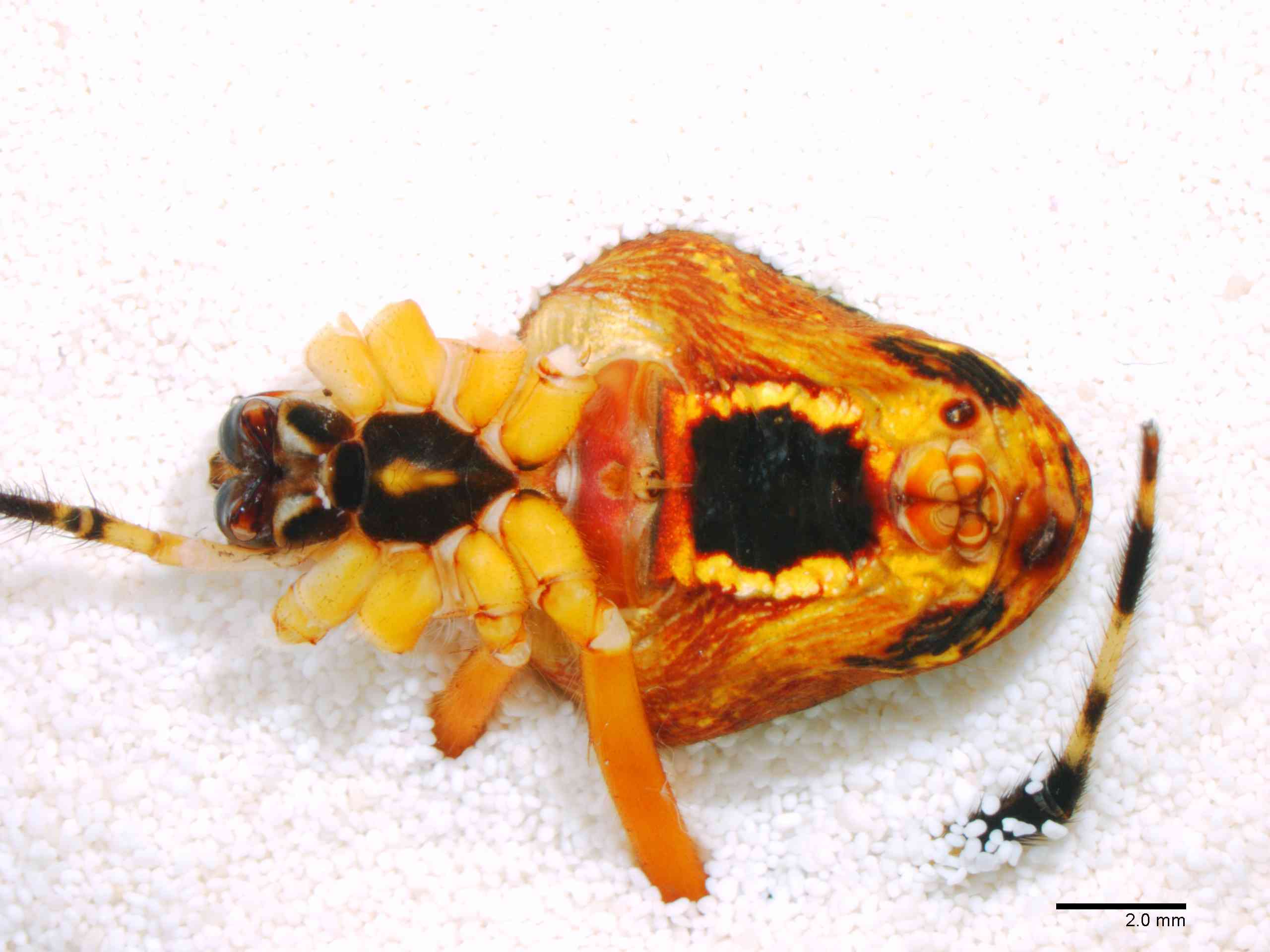 ARANEI0013fphabvTXV339_06X_Z12.jpg