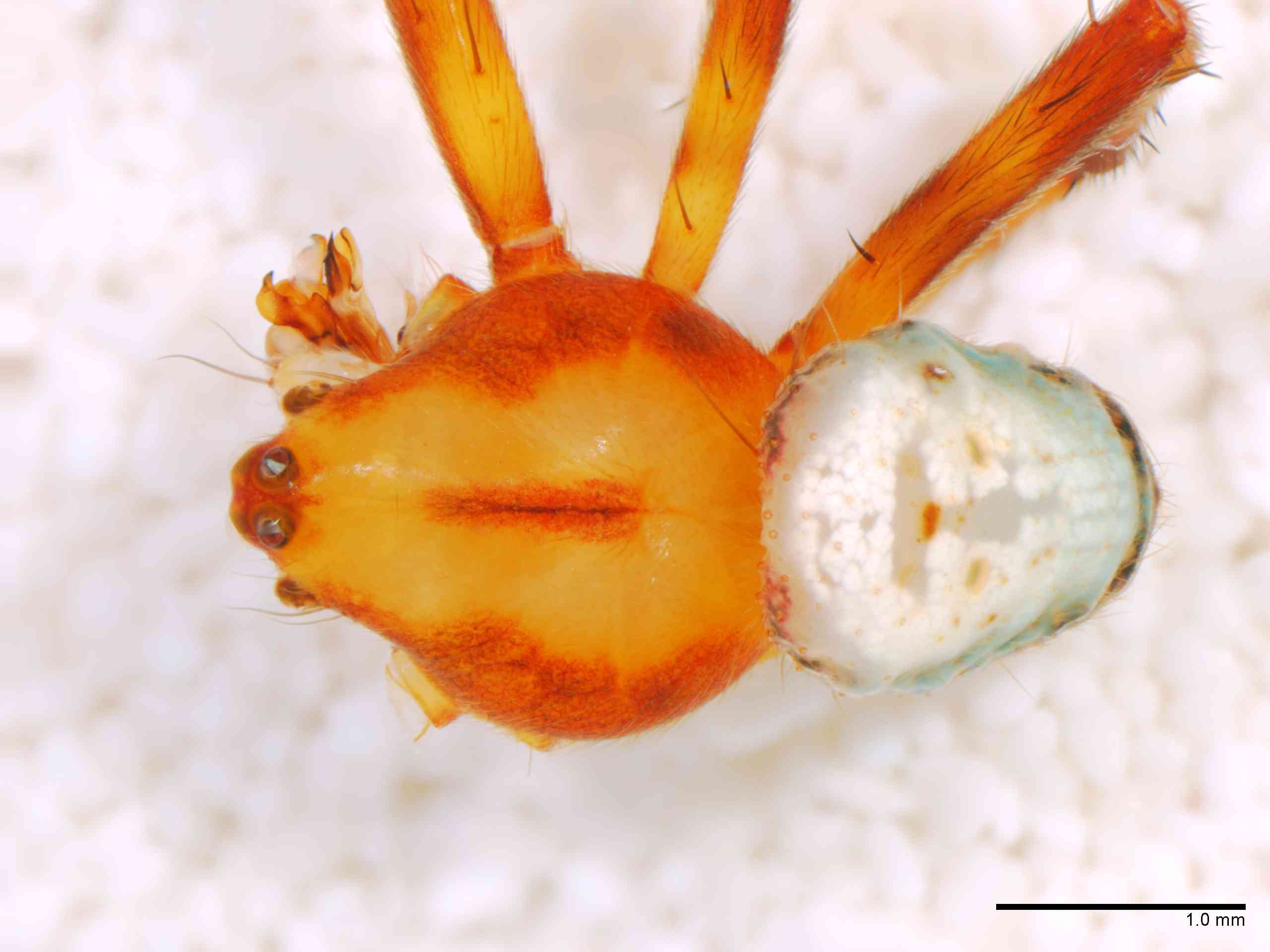 ARANEI0013mphabdTXV340_25X_Z12.jpg