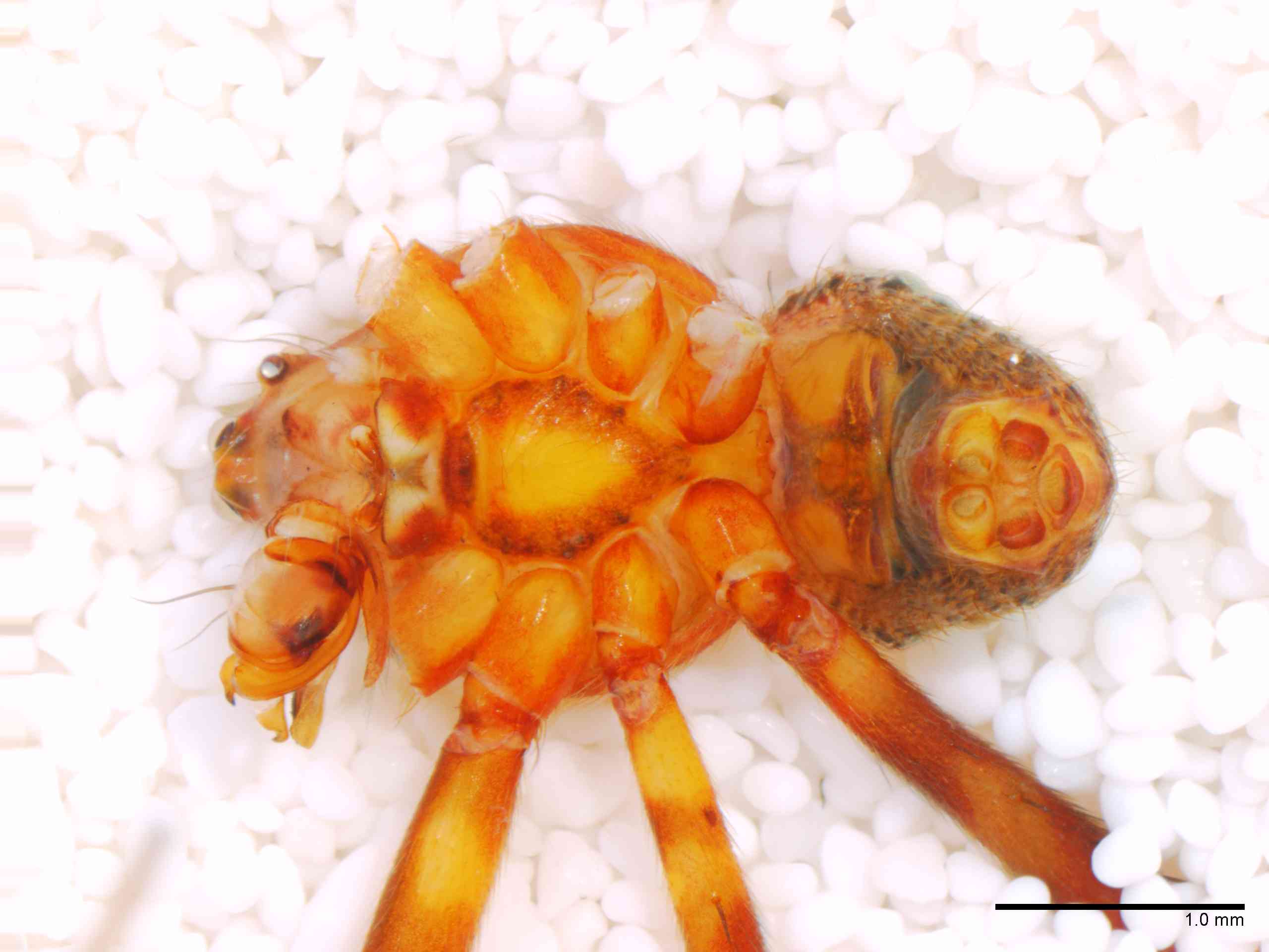 ARANEI0013mphabvTXV340_25X_Z12.jpg