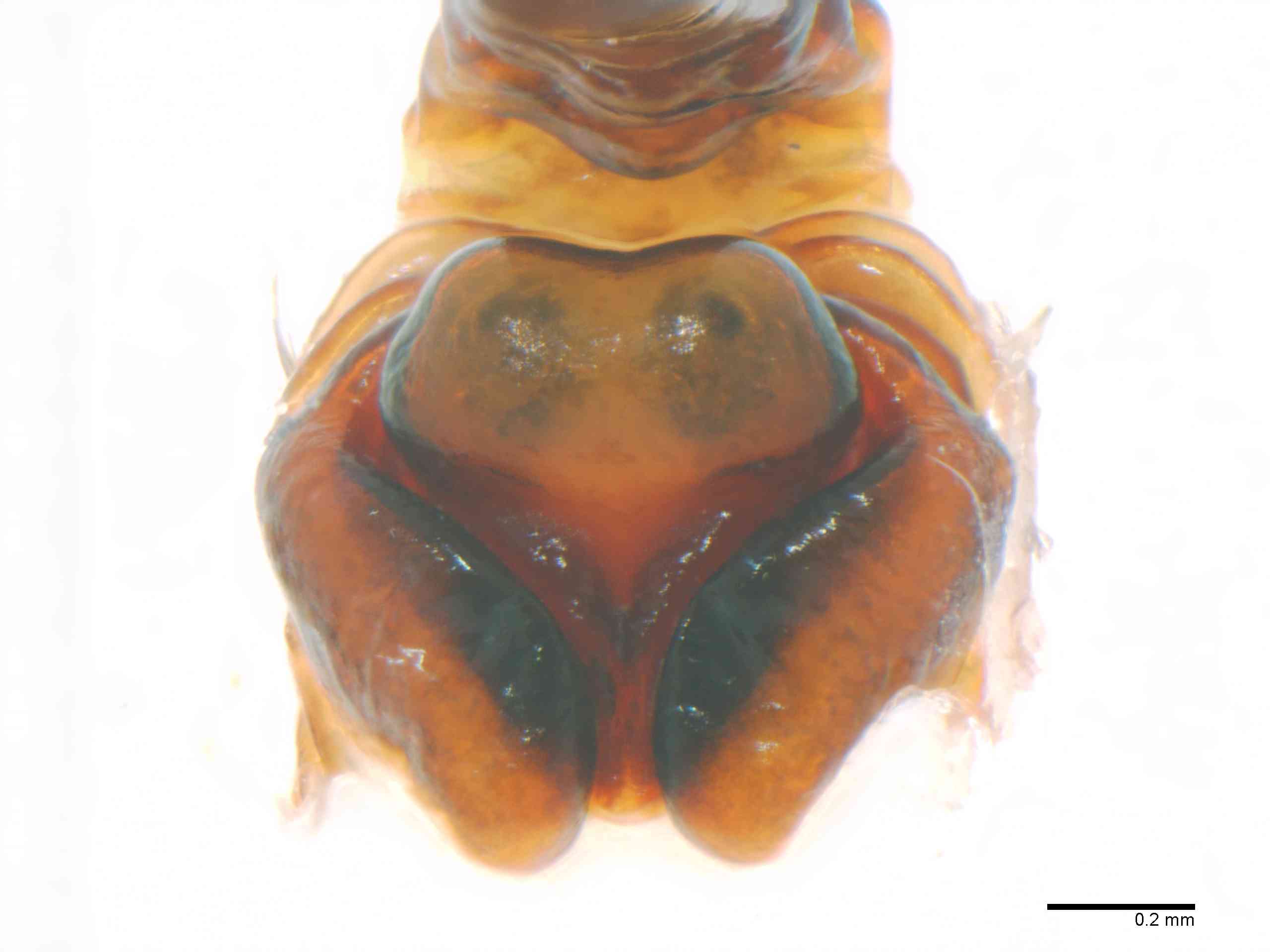 ARANEI0014fpepiTTXV362_70X_Z12.jpg