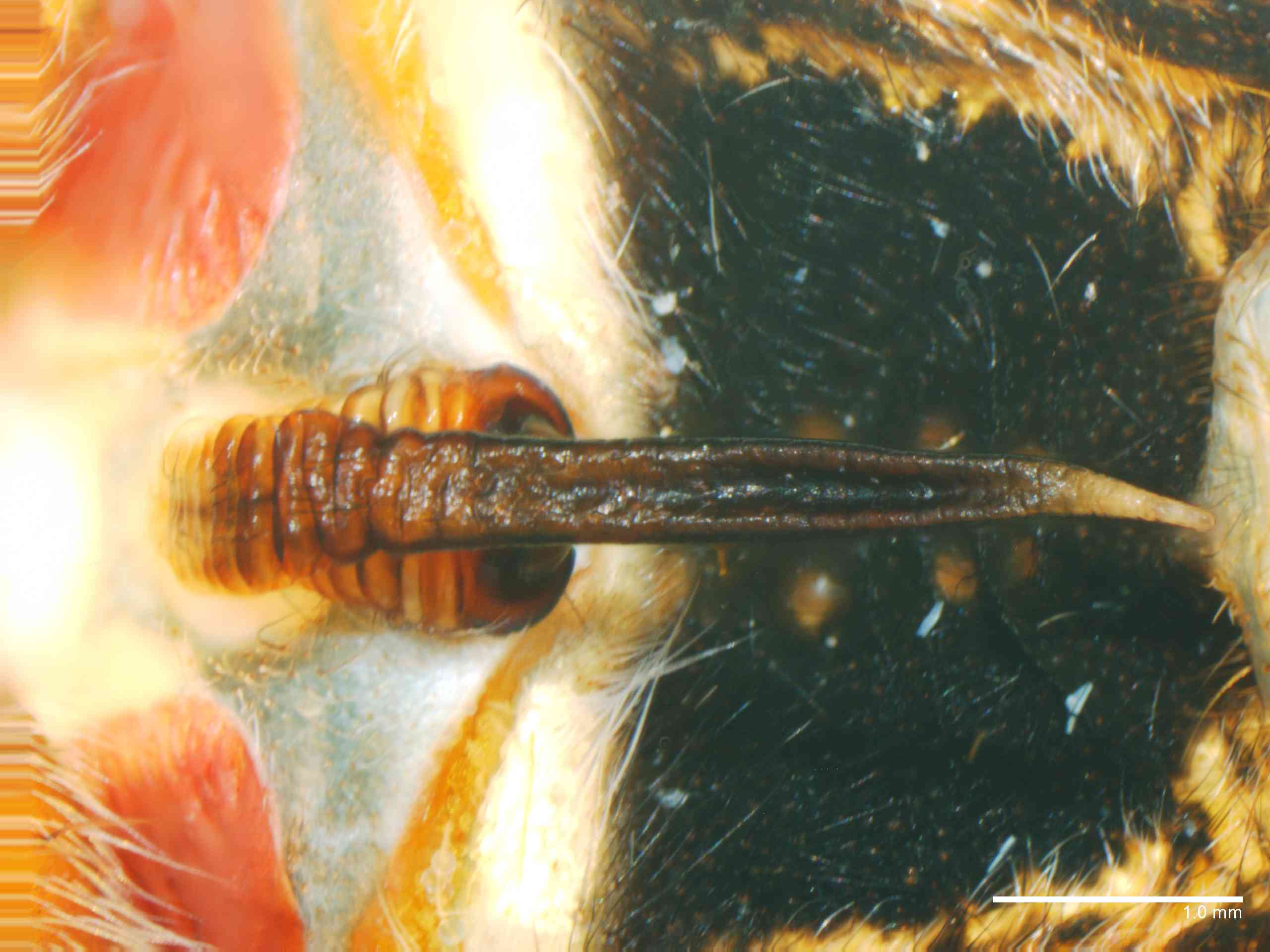ARANEI0014fpepivTXV362_25X_Z12.jpg