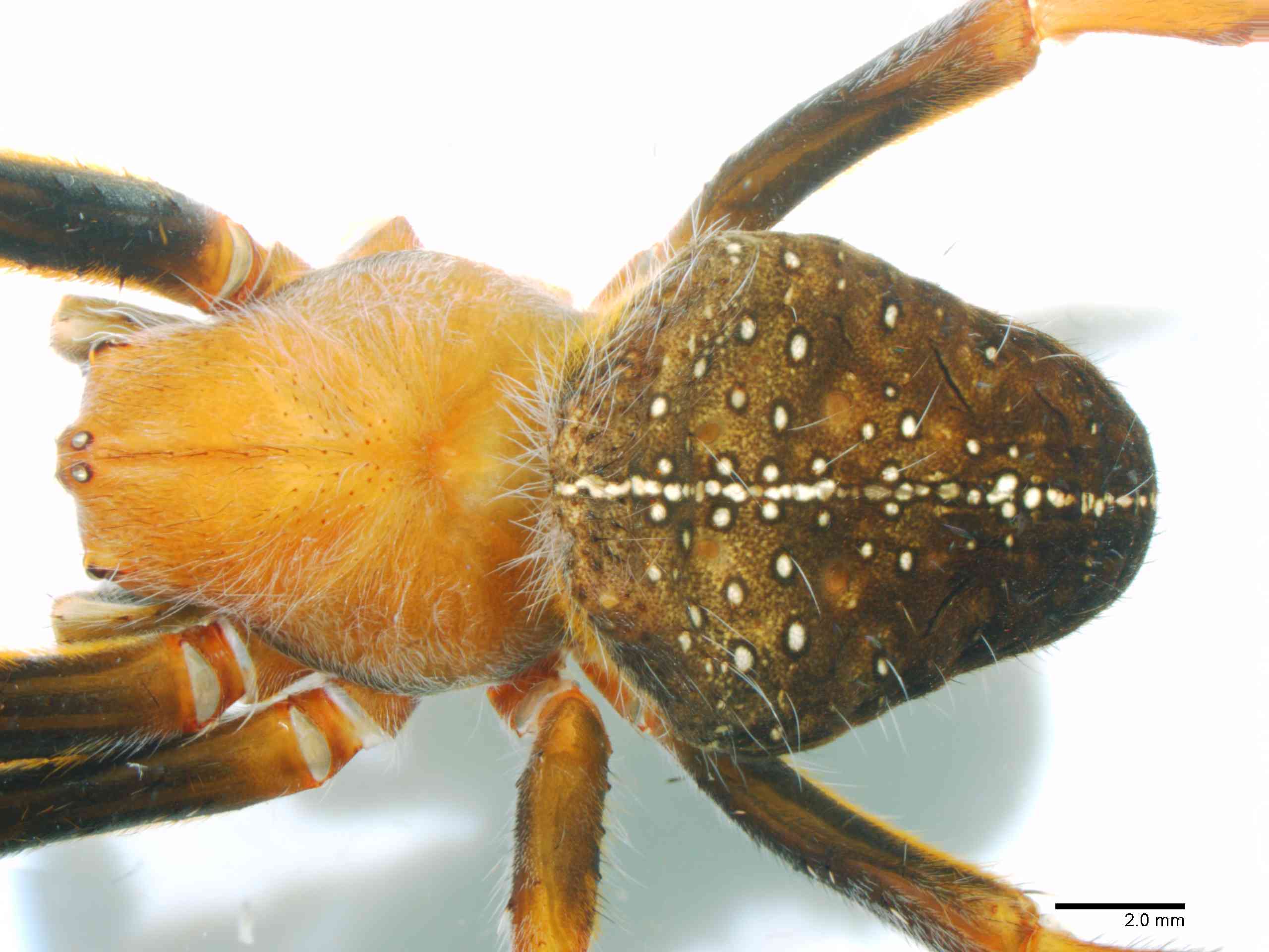 ARANEI0014fphabdTXV362_06X_Z12.jpg