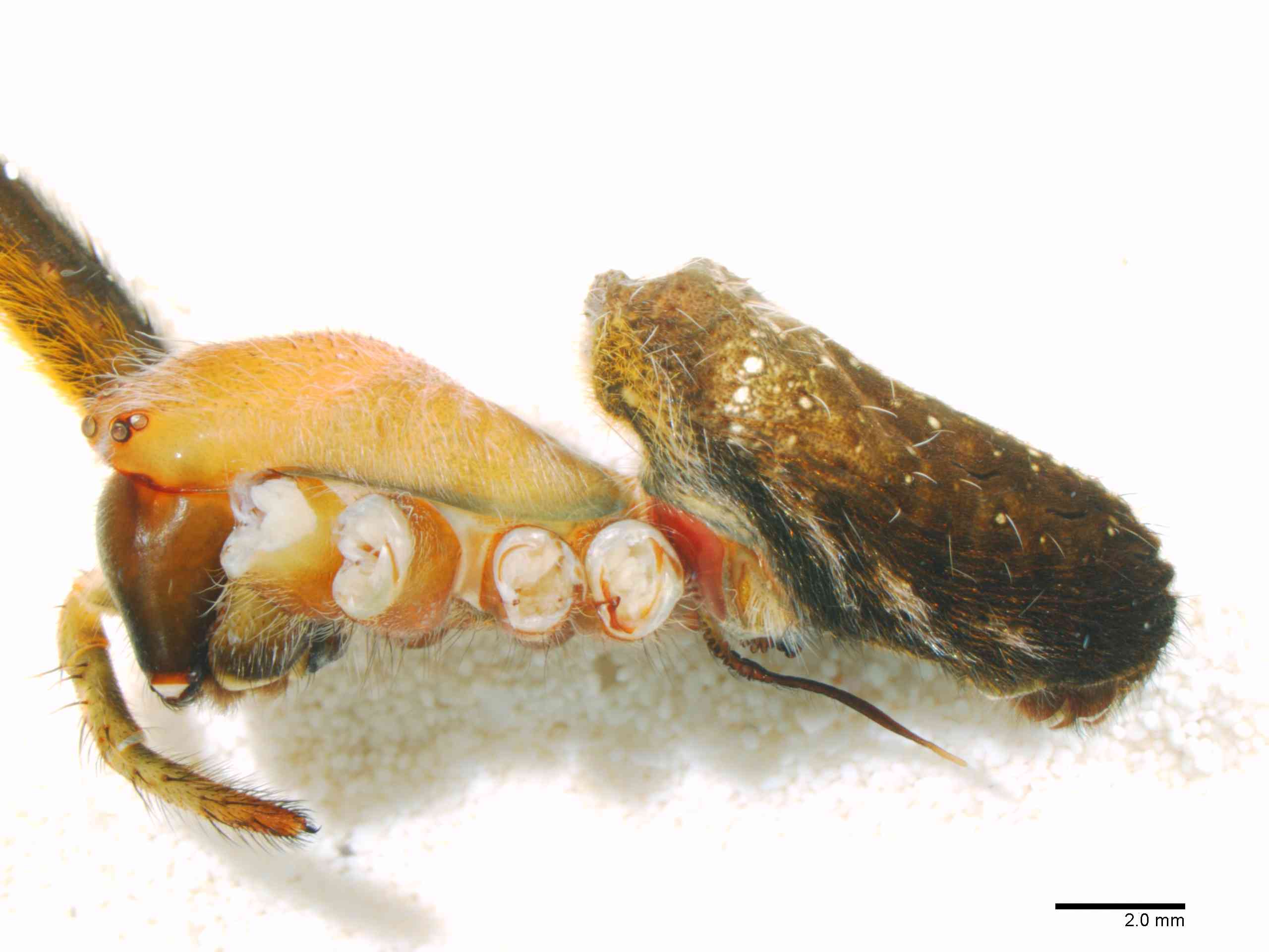 ARANEI0014fphablTXV362_06X_Z12.jpg