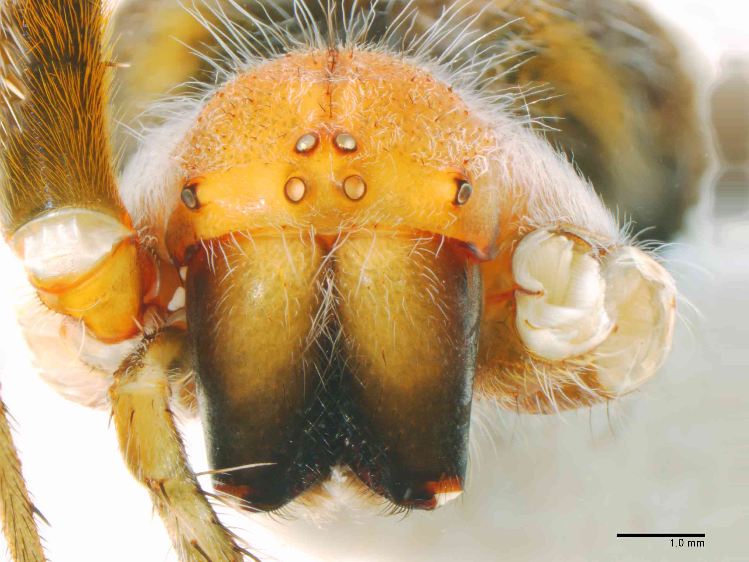 ARANEI0014fpprsaTXV362_15X_Z12.jpg