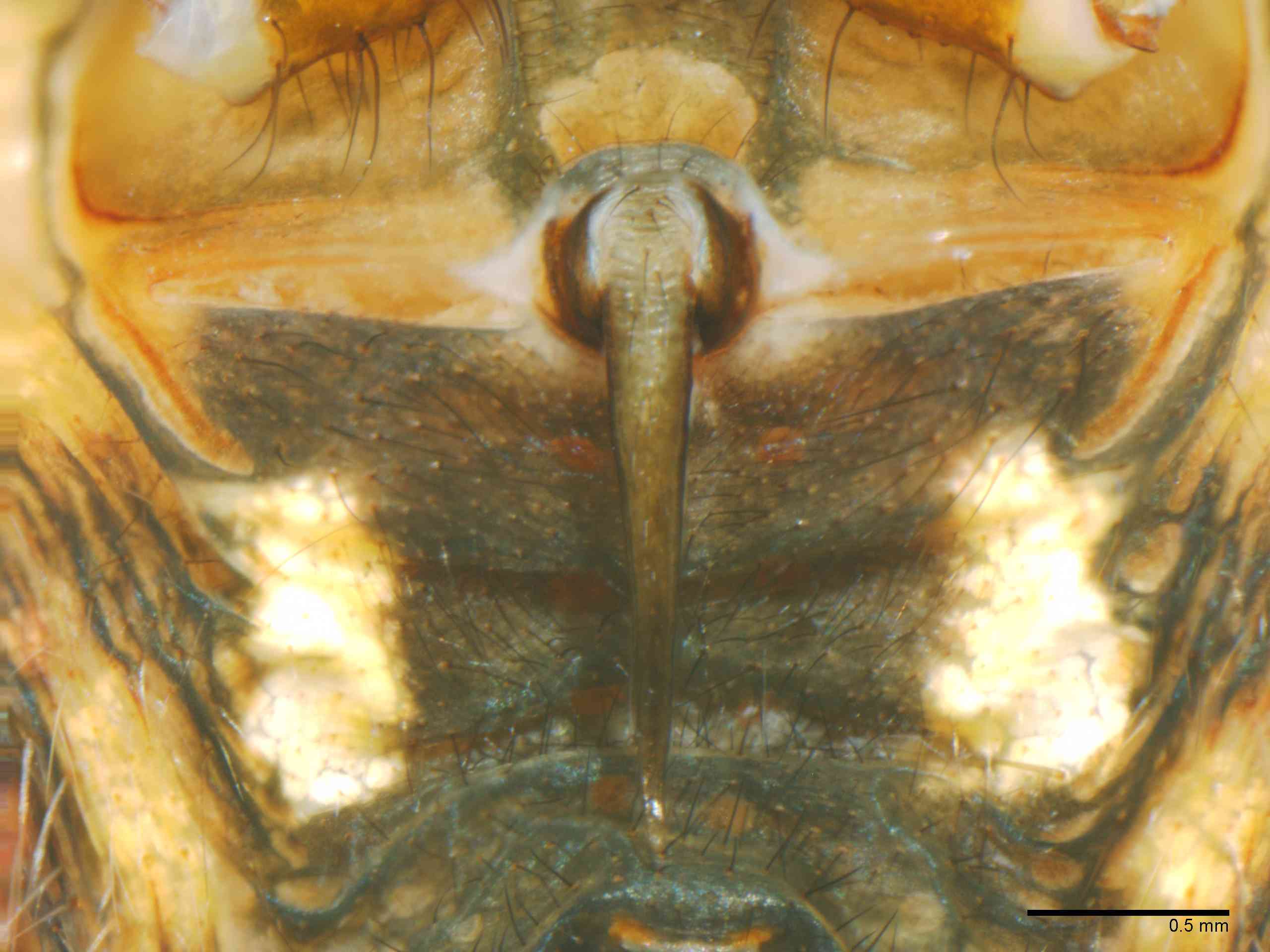ARANEI0029fpepivTXV346_40X_Z12.jpg