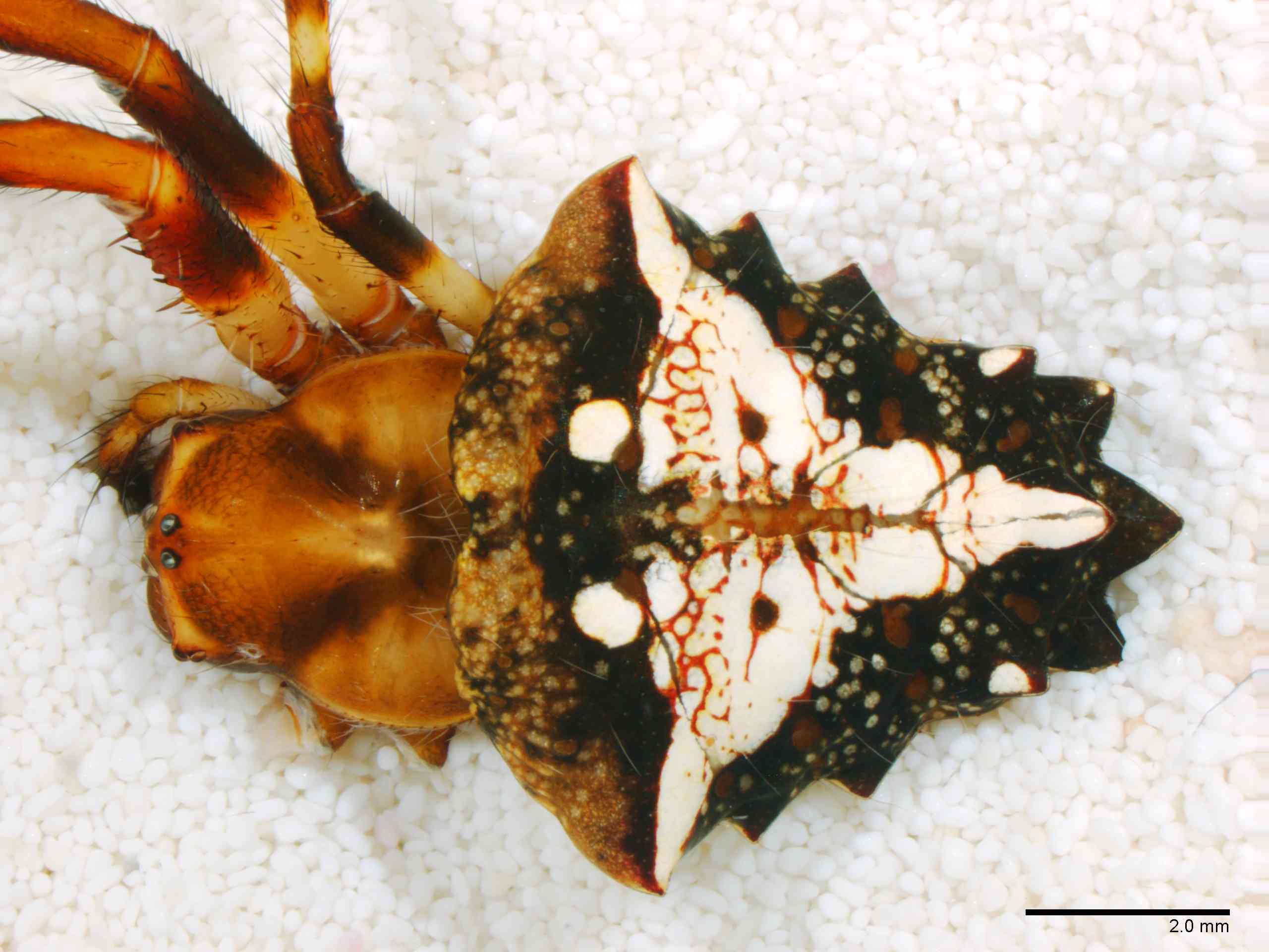 ARANEI0029fphabdTXV346_10X_Z12.jpg