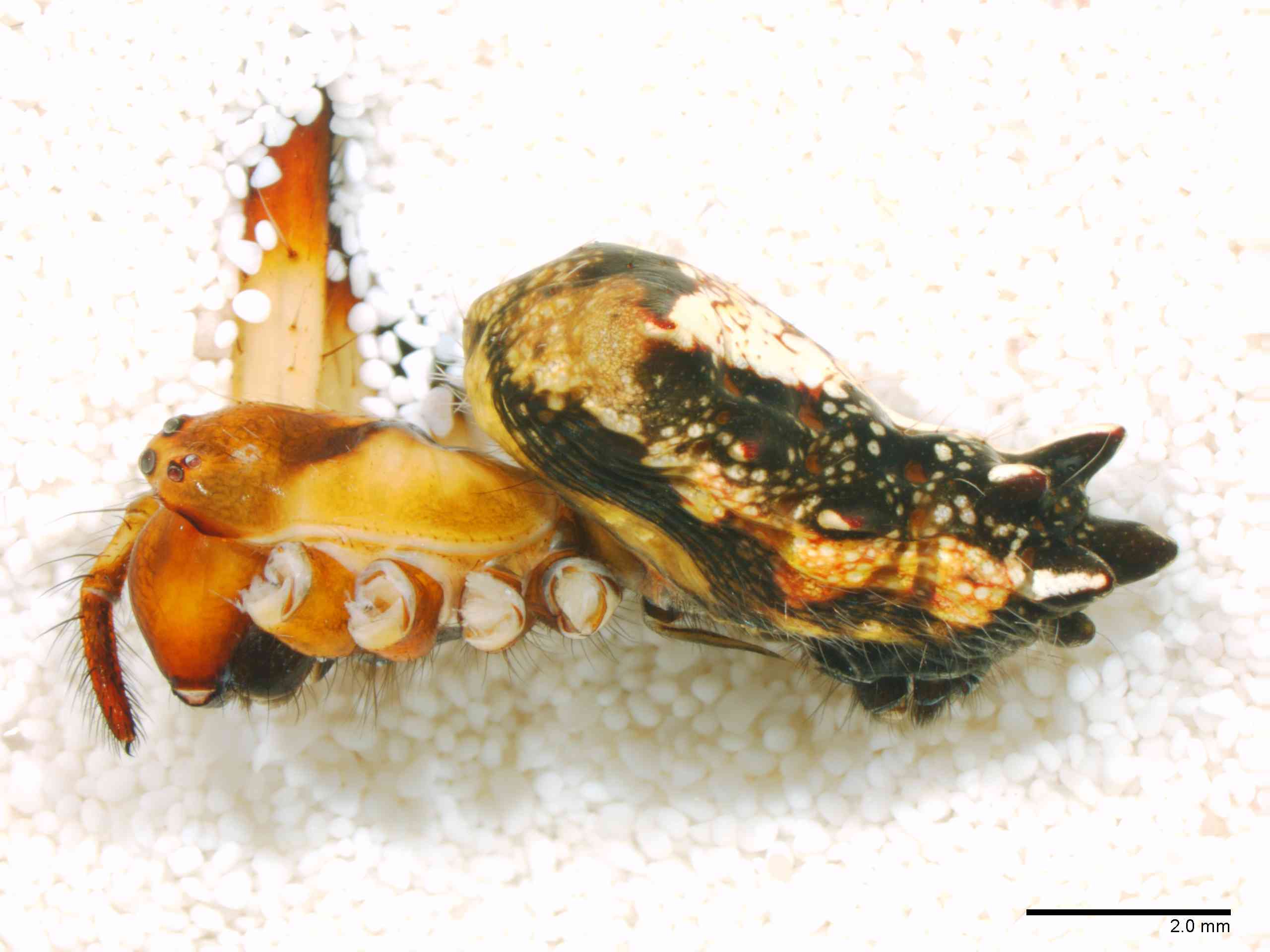 ARANEI0029fphablTXV346_10X_Z12.jpg