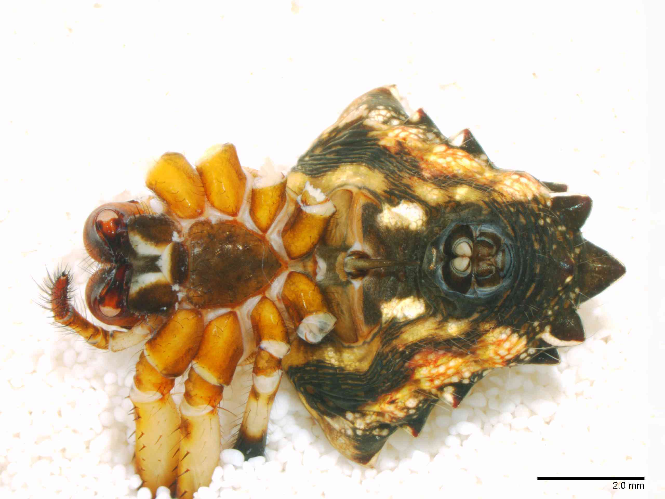 ARANEI0029fphabvTXV346_10X_Z12.jpg