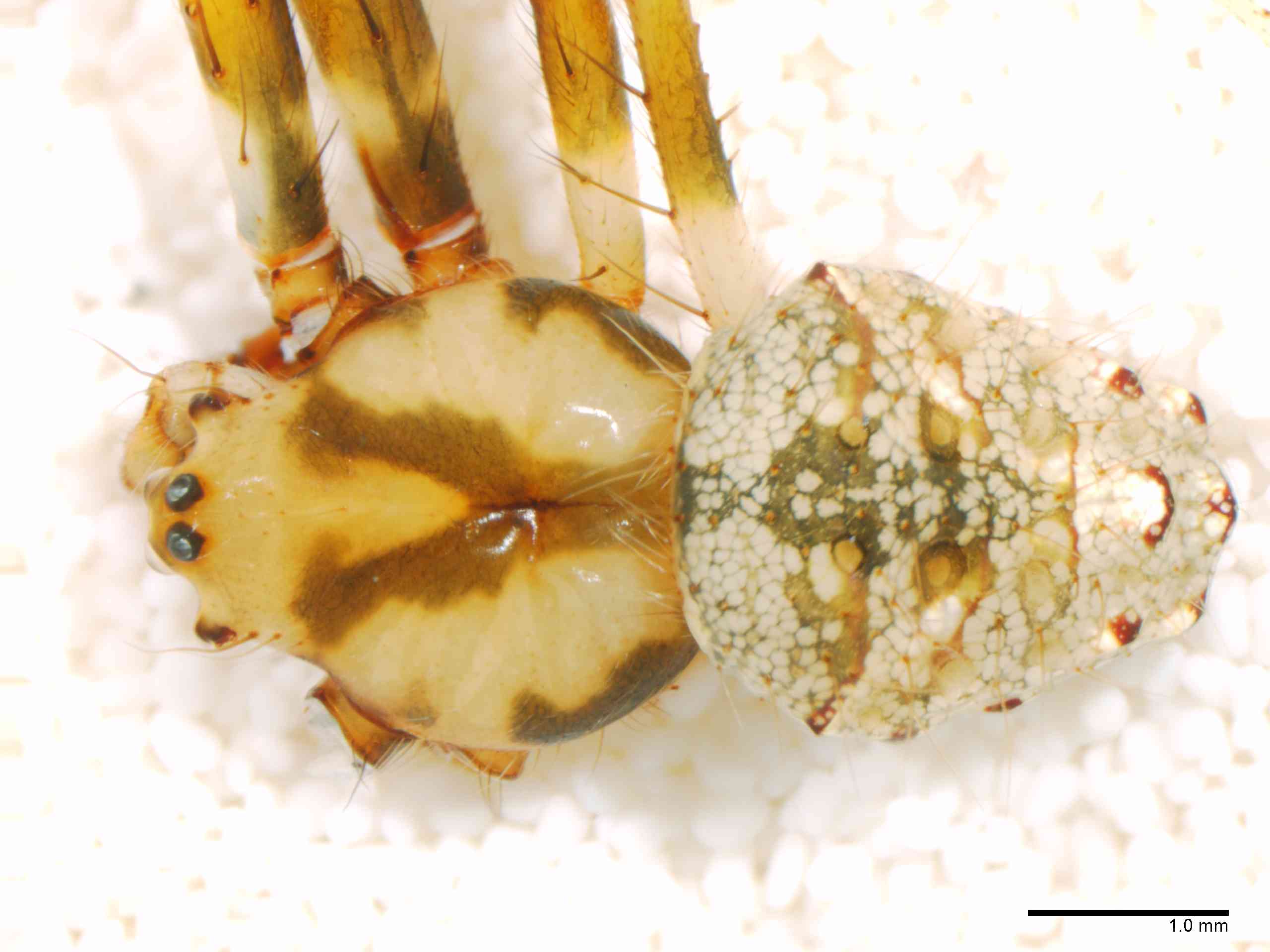 ARANEI0029mphabdTXV346_20X_Z12.jpg