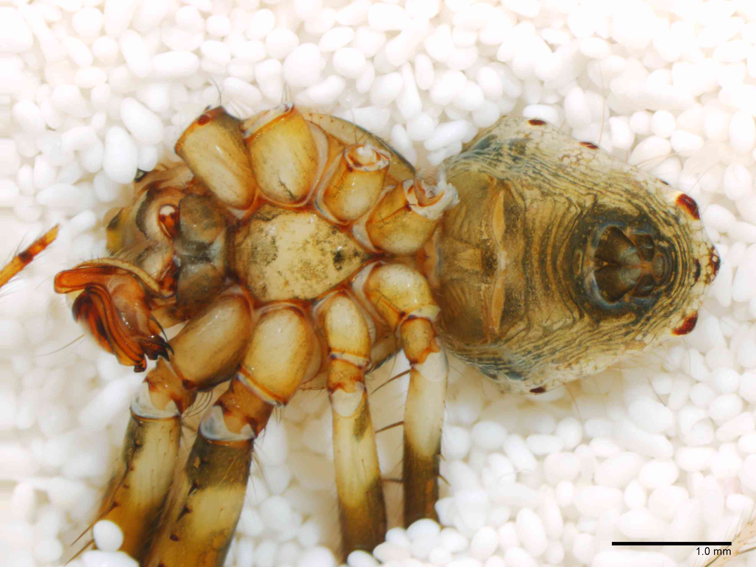 ARANEI0029mphabvTXV346_20X_Z12.jpg