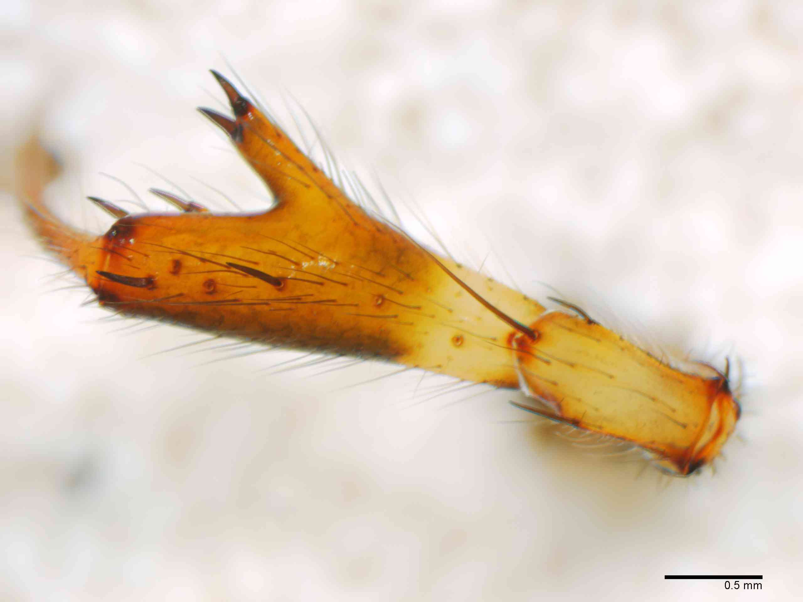 ARANEI0029mple2dTXV346_30X_Z12.jpg