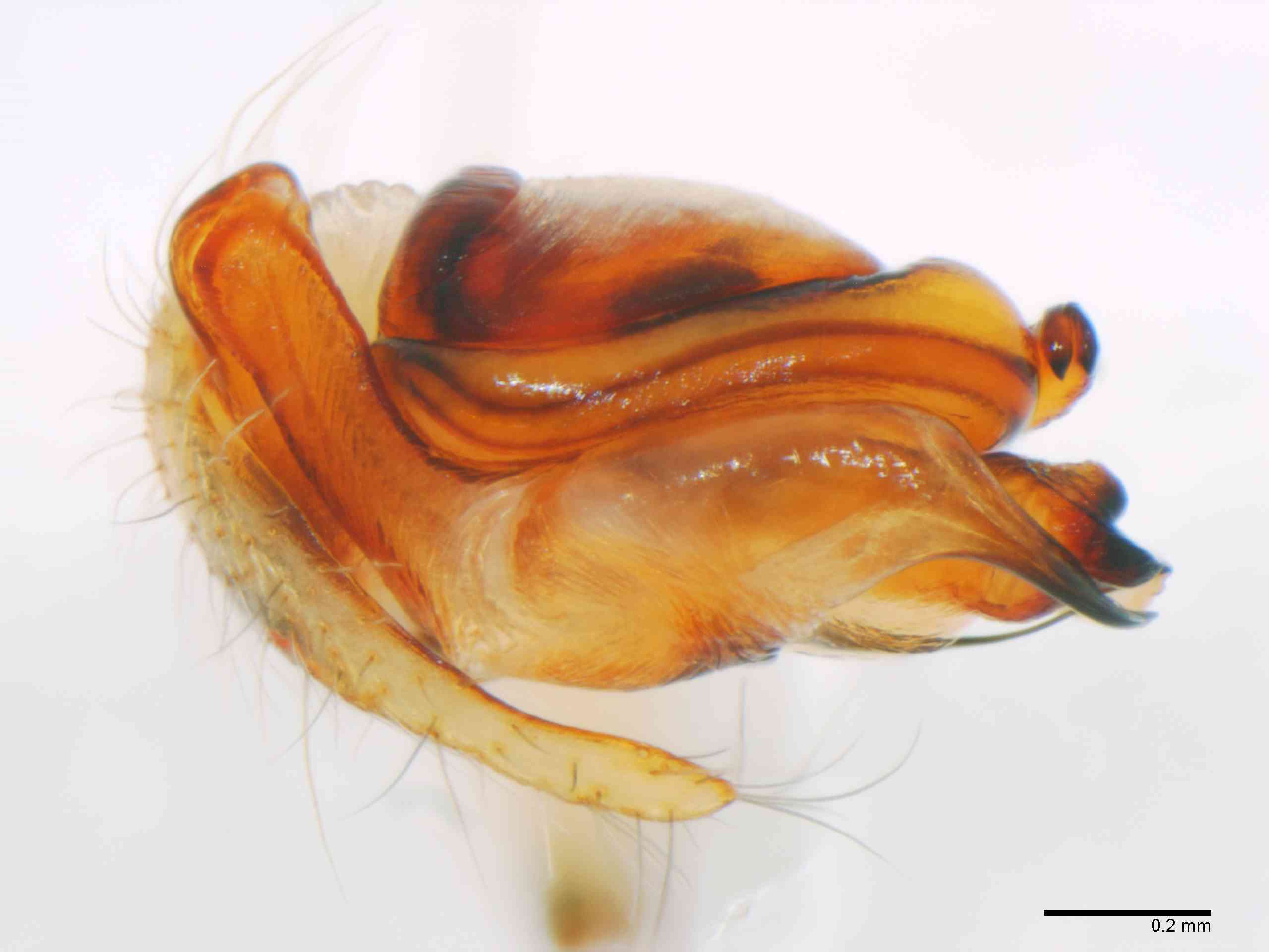 ARANEI0029mppalaTXV346_80X_Z12.jpg
