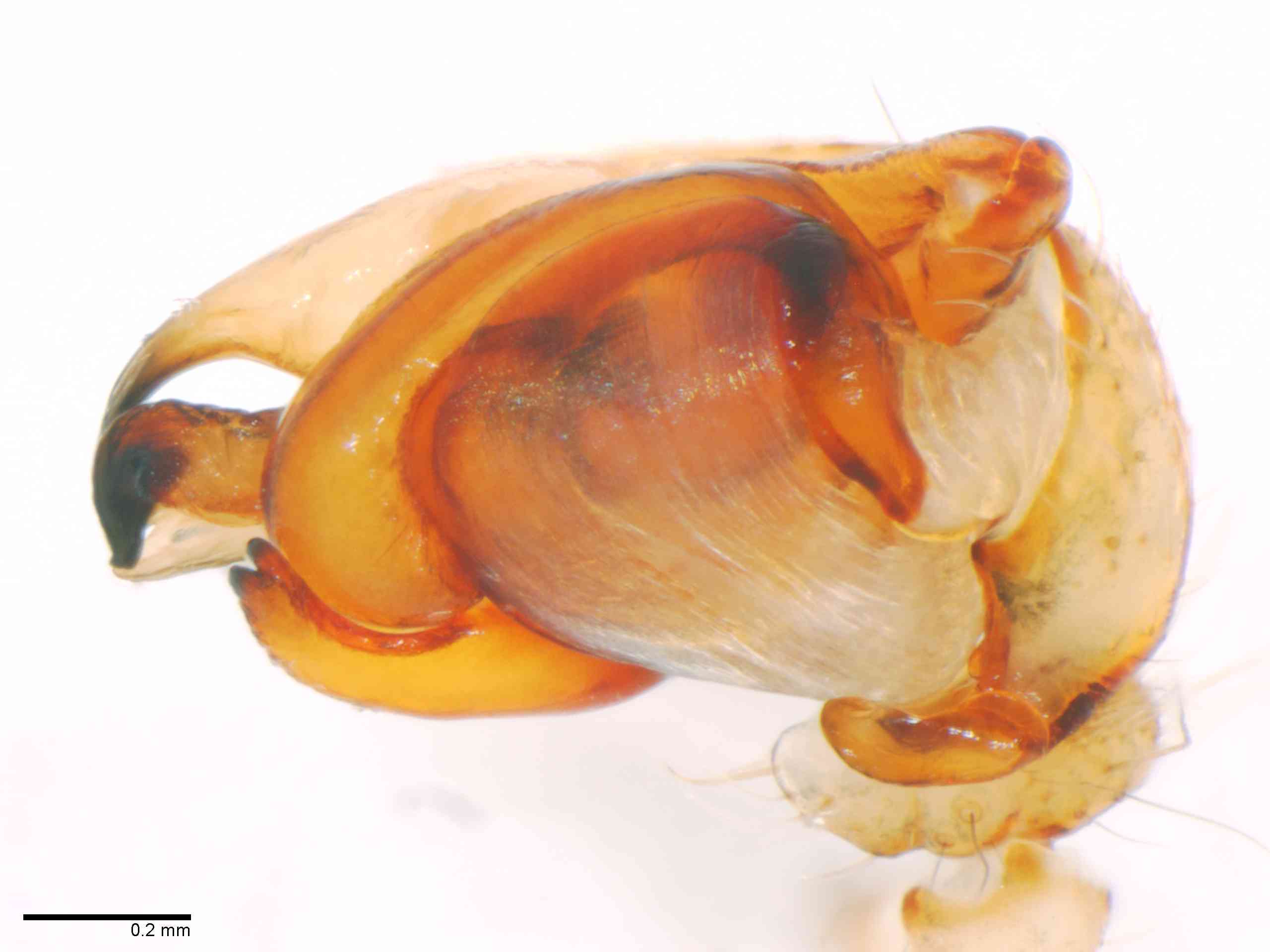 ARANEI0029mppalrTXV346_80X_Z12.jpg