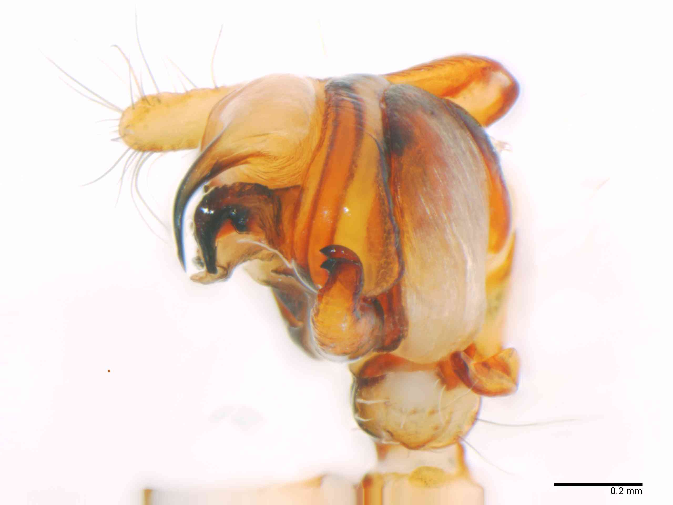 ARANEI0029mppalvTXV346_80X_Z12.jpg