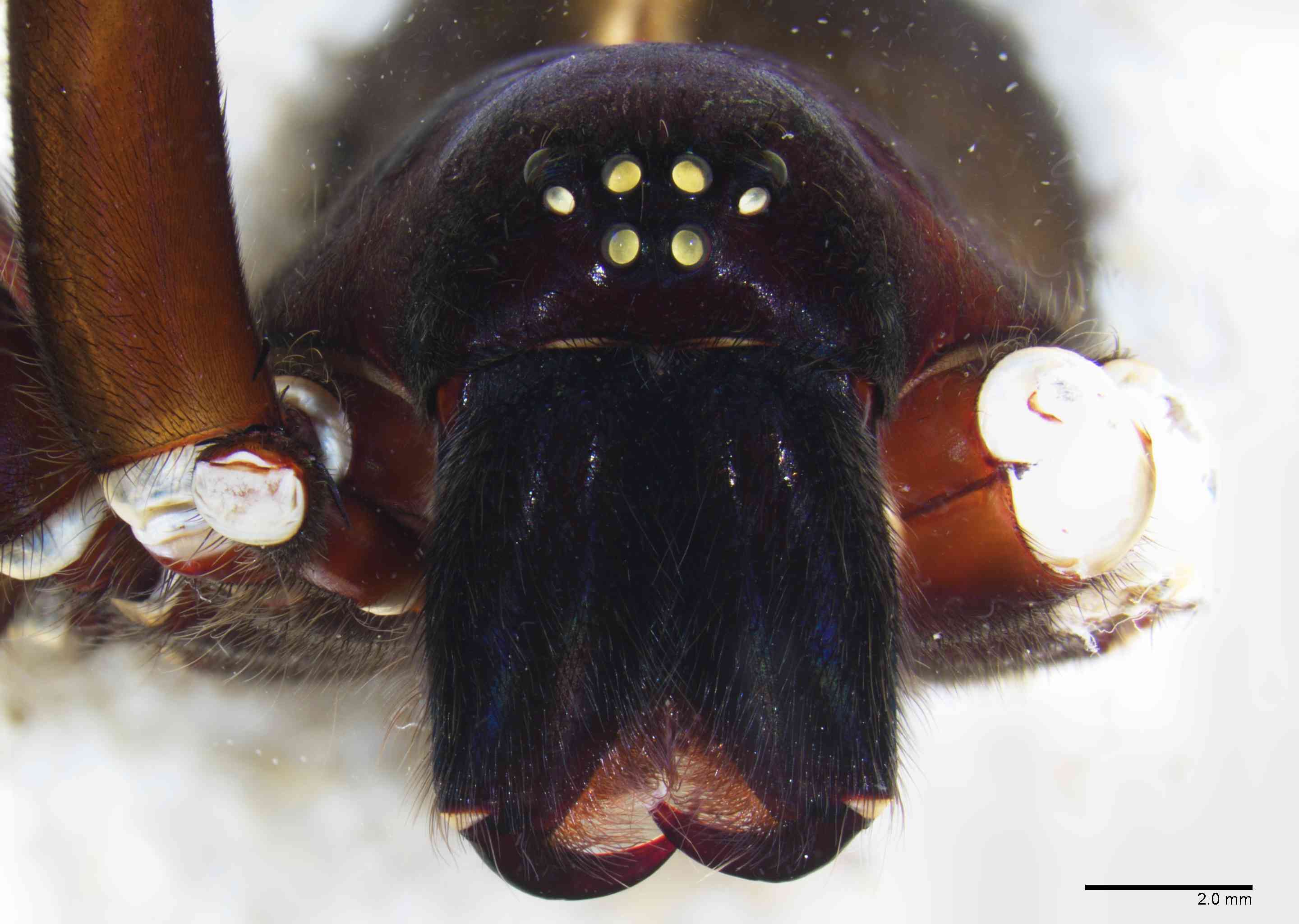 CTENID0043fpprsaTXV049_8X_Z10.jpg