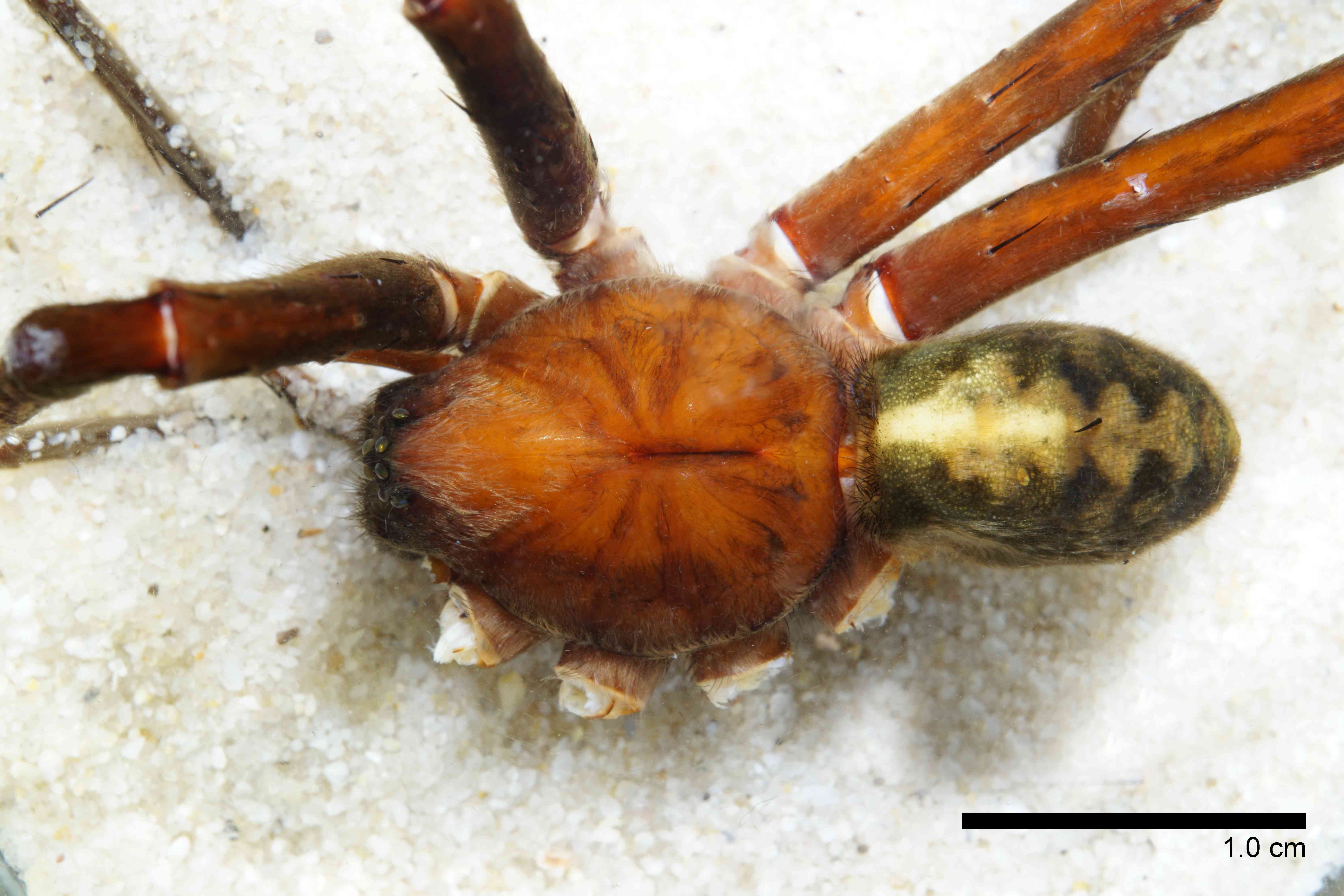 CTENID0043mphabdTXV048_00X_SON.jpg