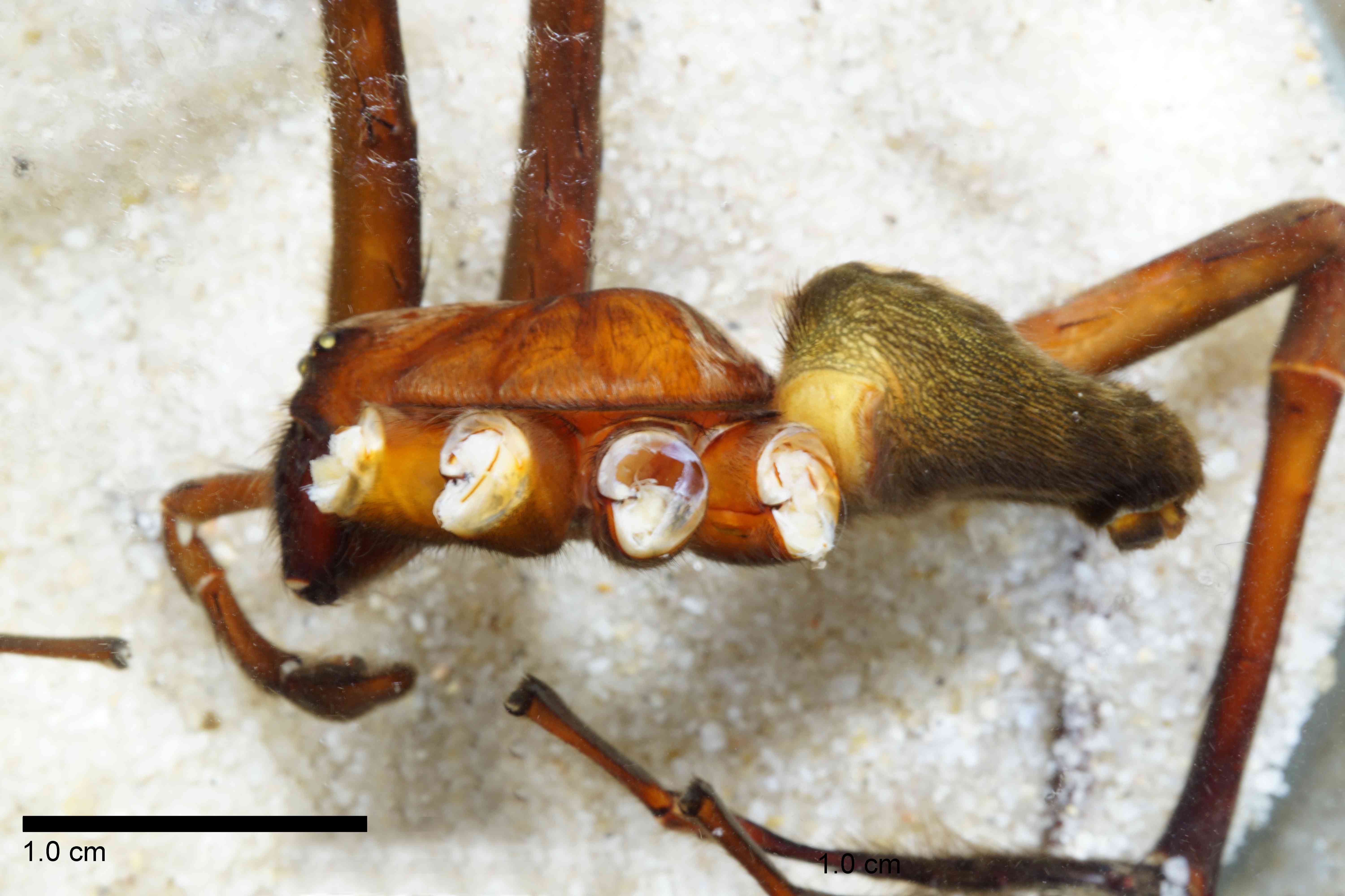 CTENID0043mphablTXV048_00X_SON.jpg
