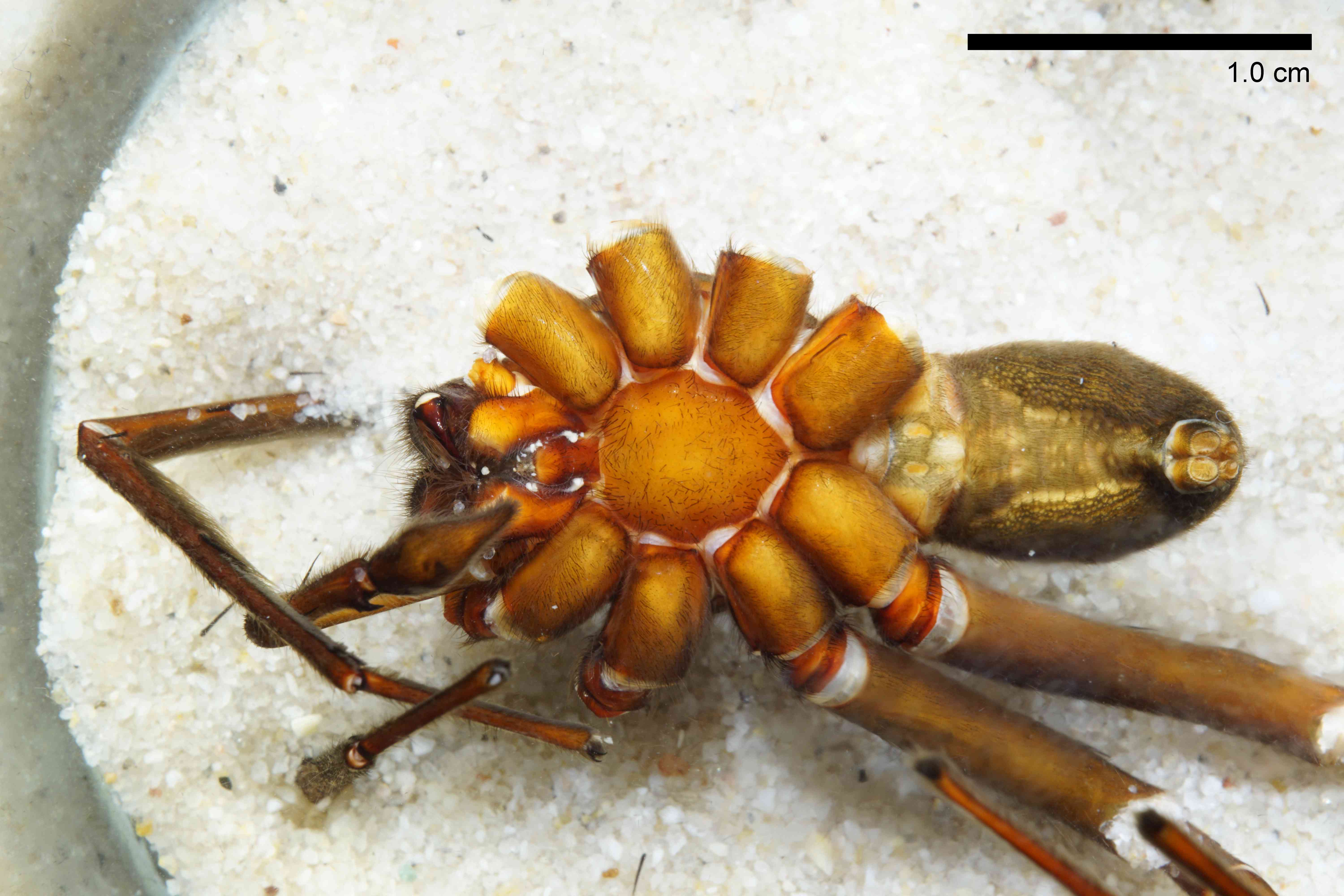 CTENID0043mphabvTXV048_00X_SON.jpg
