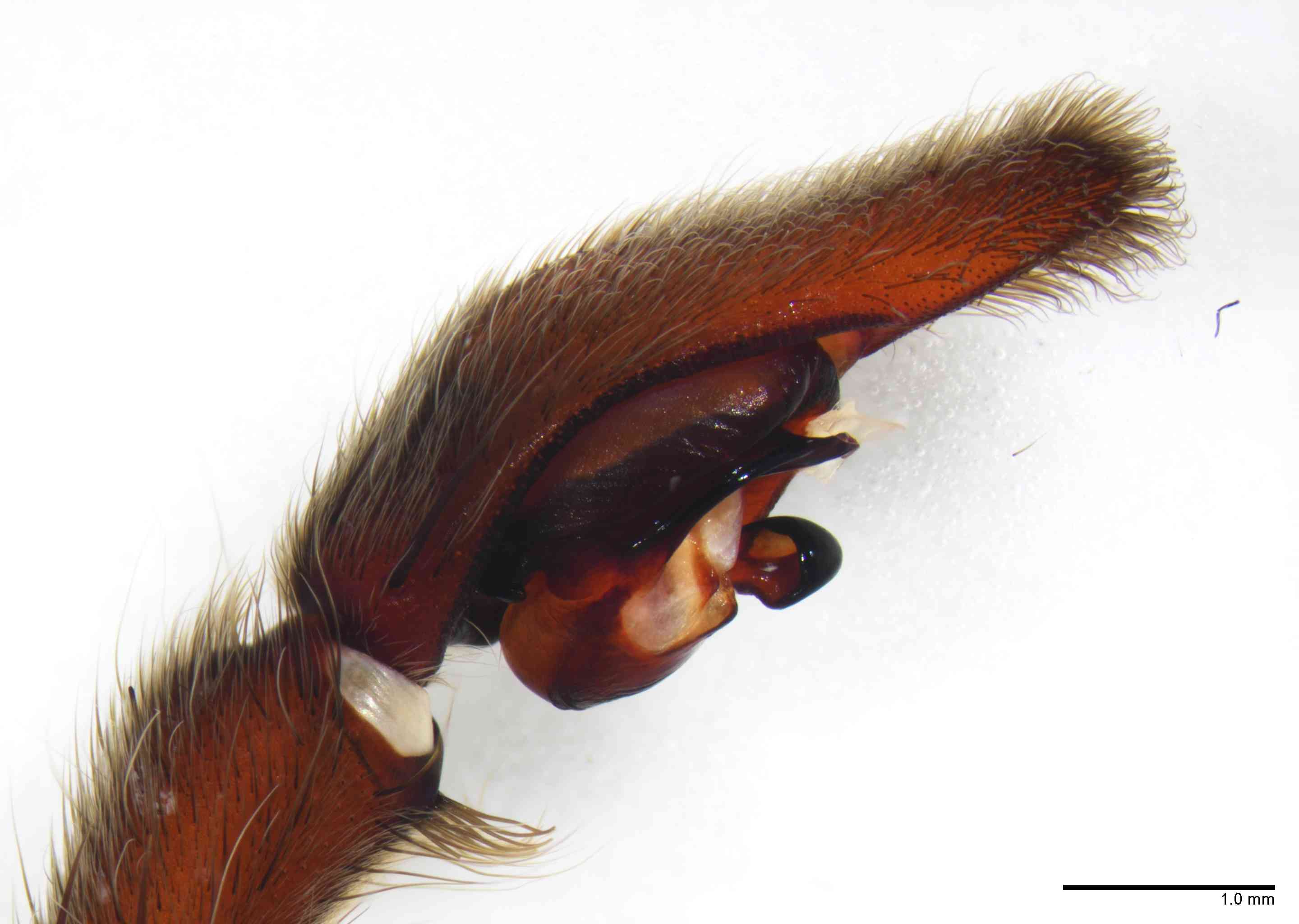 CTENID0043mppalpTXV048_20X_Z10.jpg