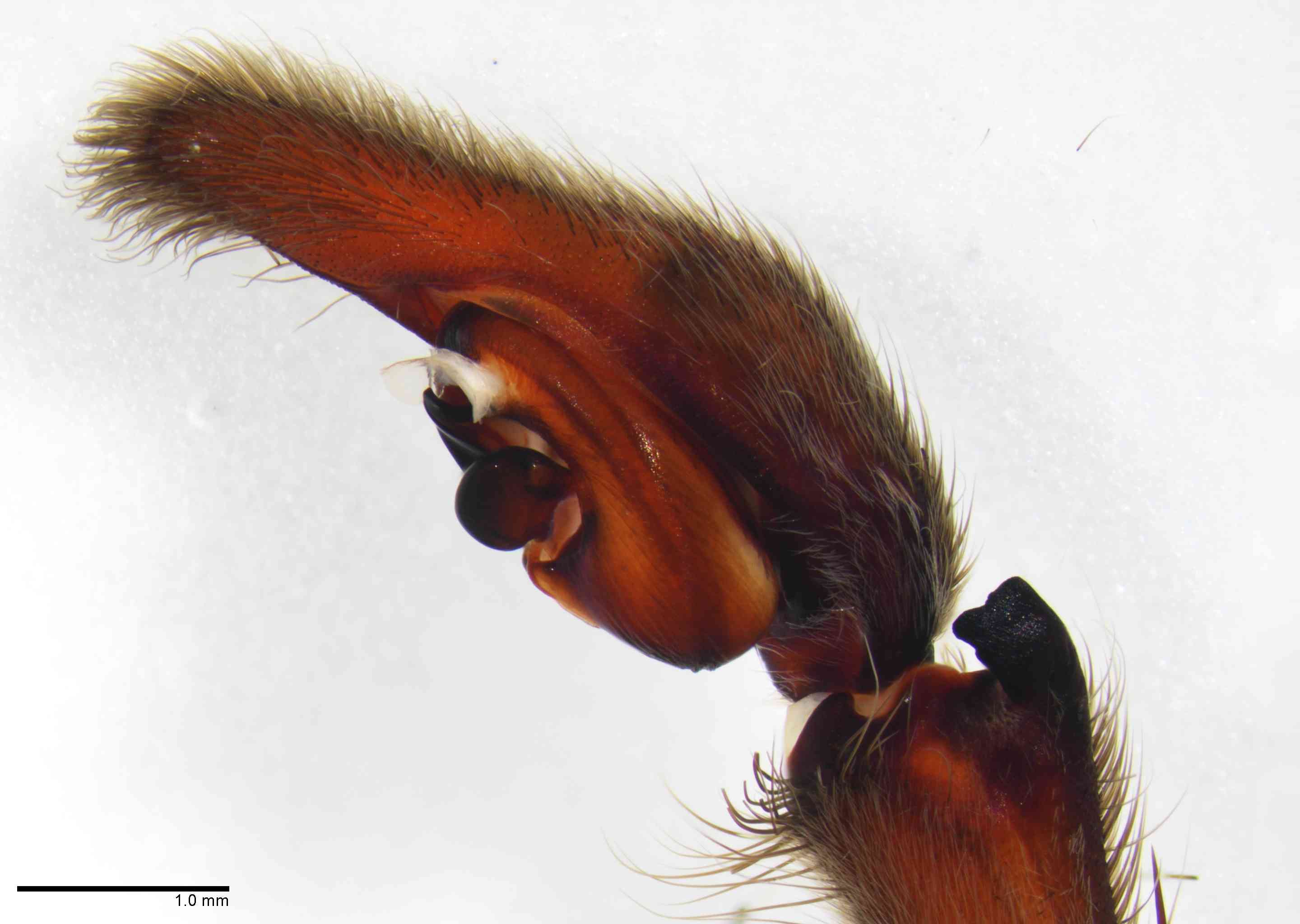 CTENID0043mppalrTXV048_20X_Z10.jpg