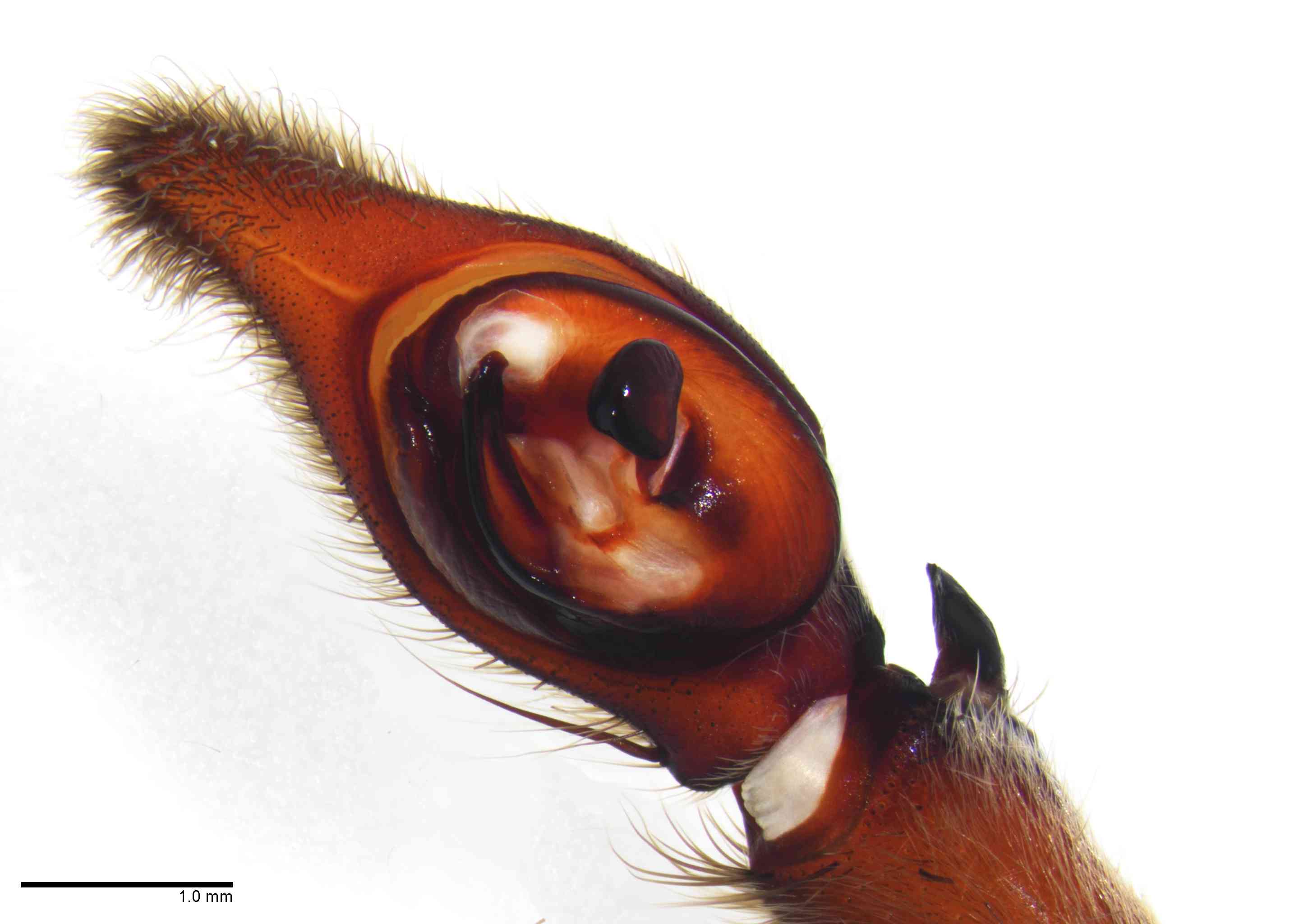CTENID0043mppalvTXV048_20X_Z10.jpg