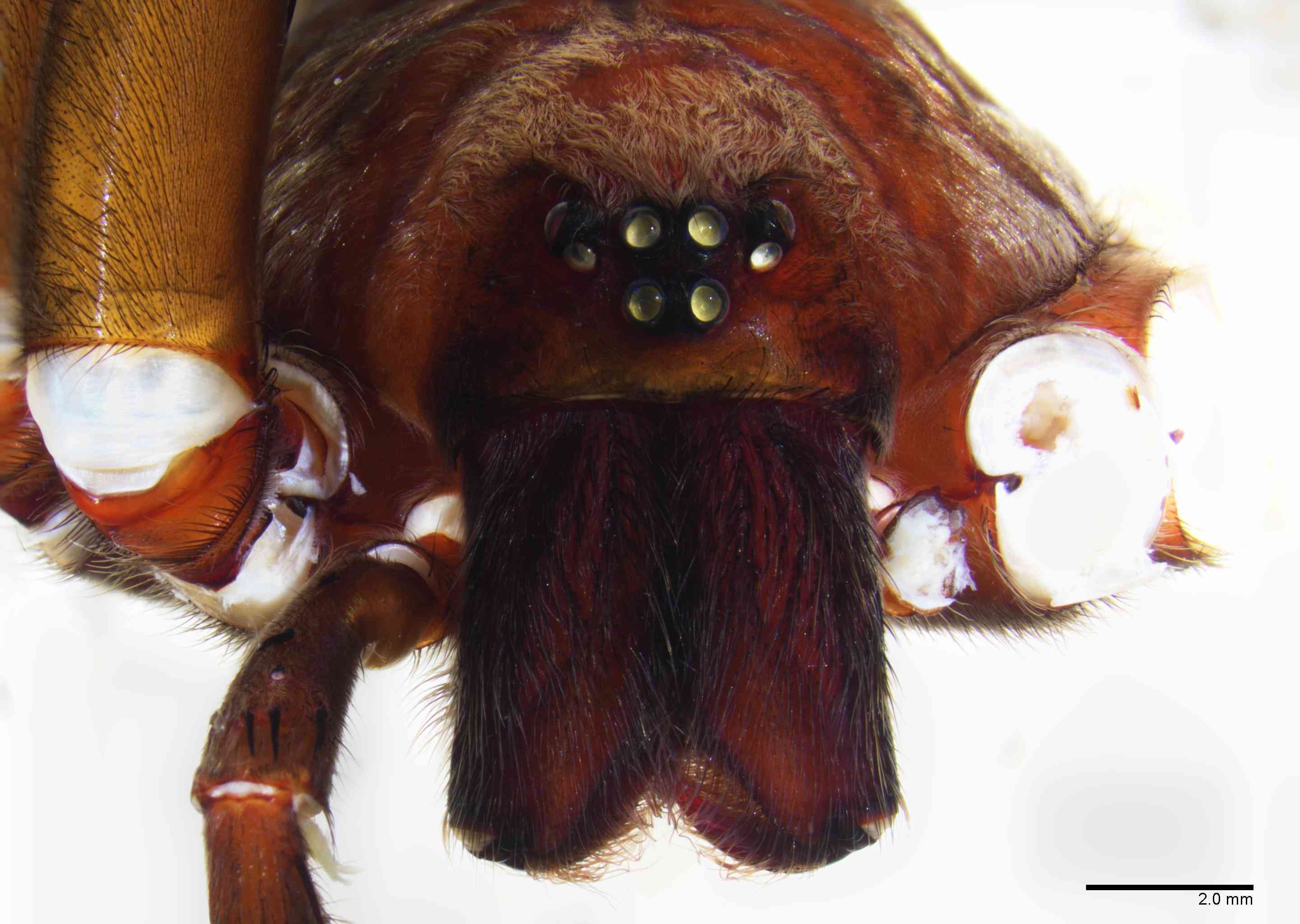 CTENID0043mpprsaTXV048_8X_Z10.jpg