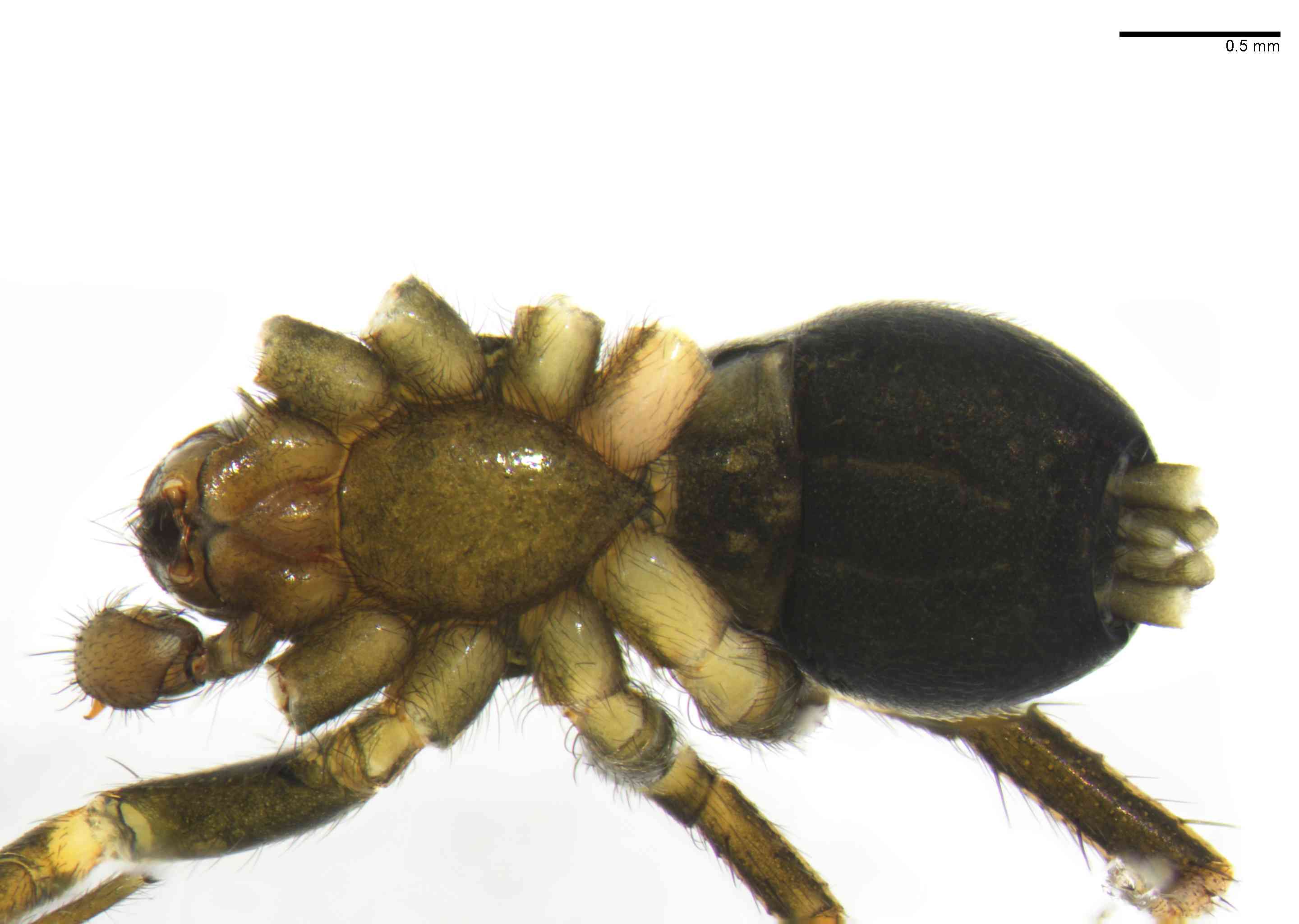 GNAPHO0051mphabvTXV065_30X_Z10.jpg