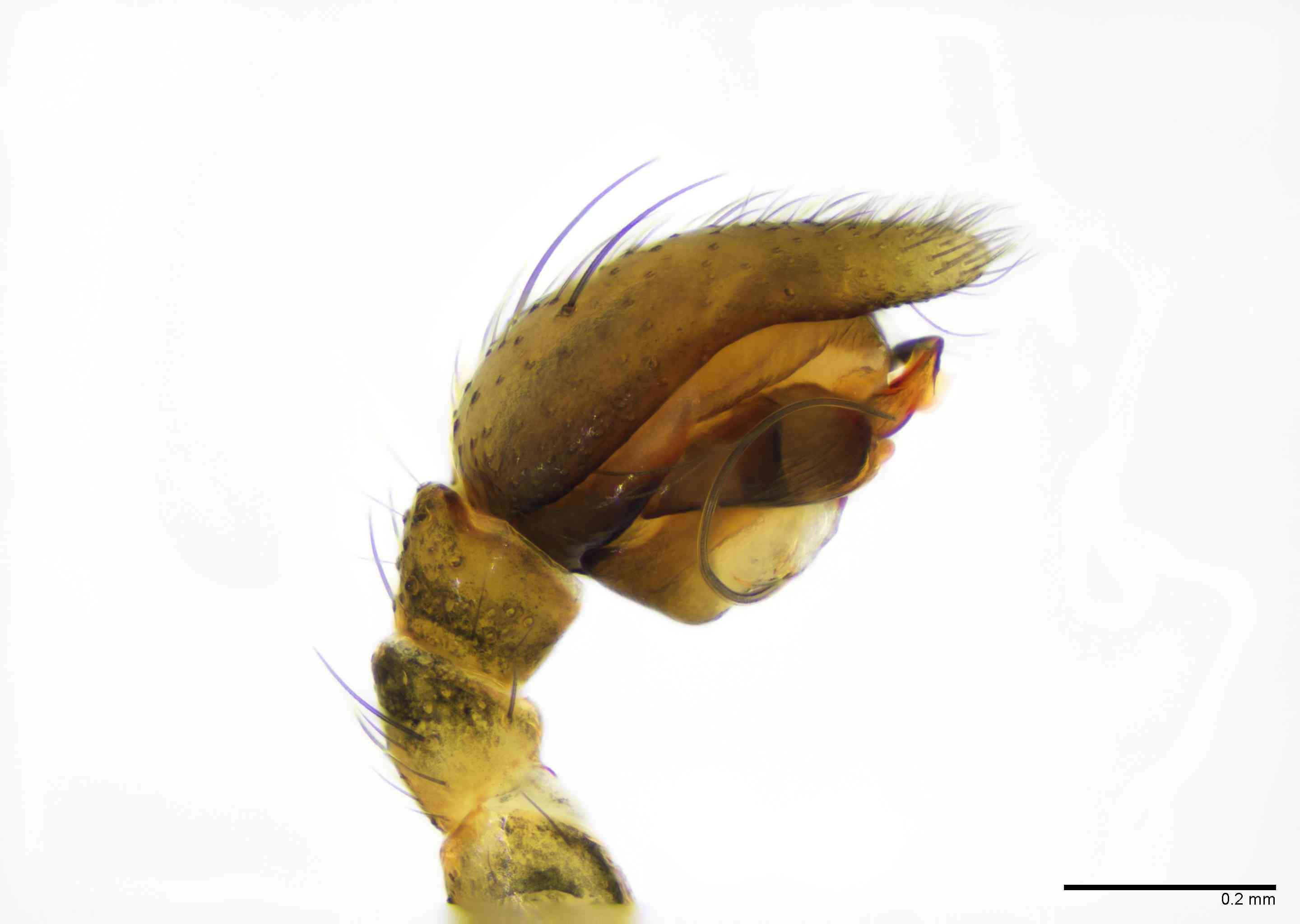 GNAPHO0051mppalpTXV065_100X_E2B.jpg