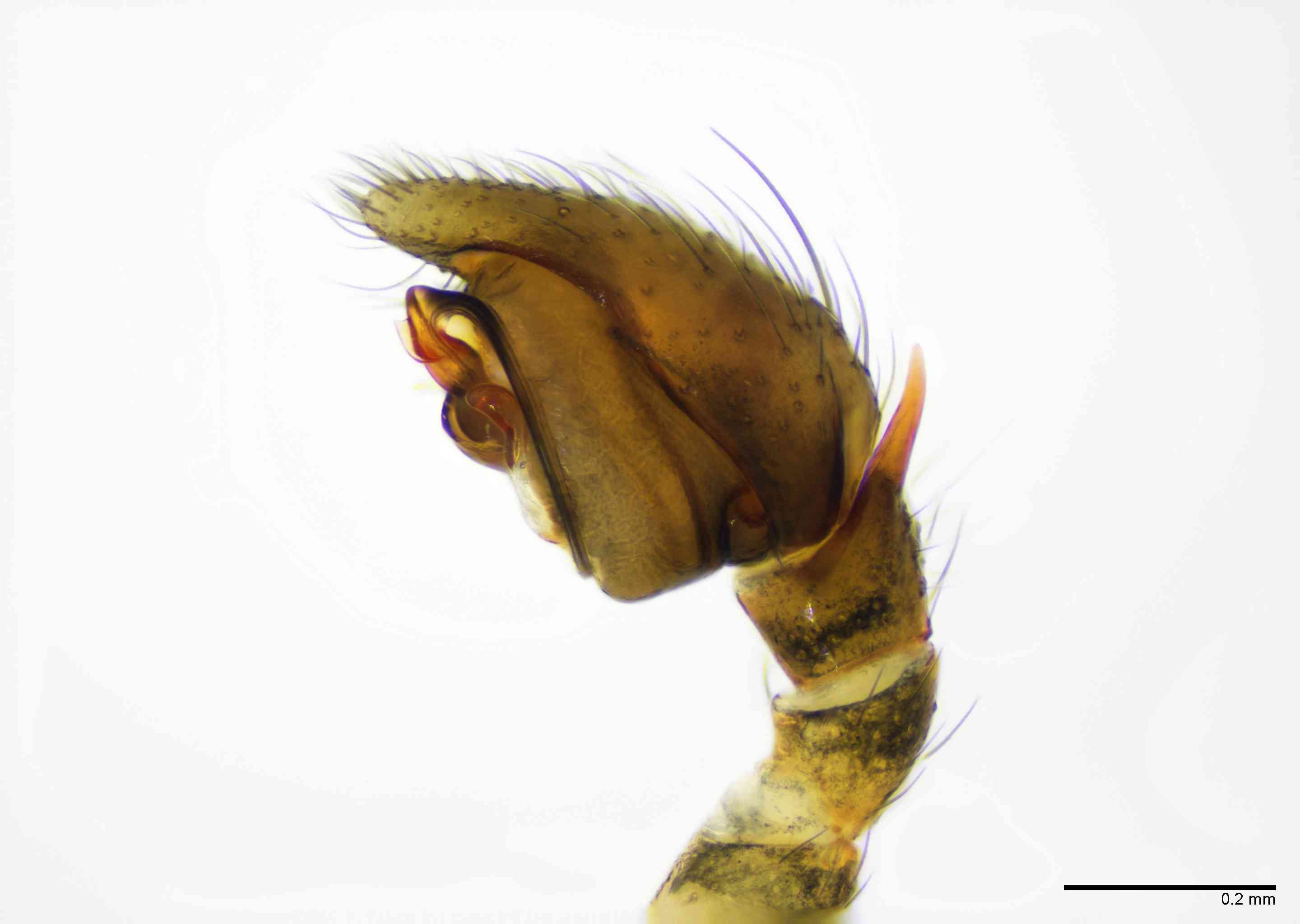 GNAPHO0051mppalrTXV065_100X_E2B.jpg