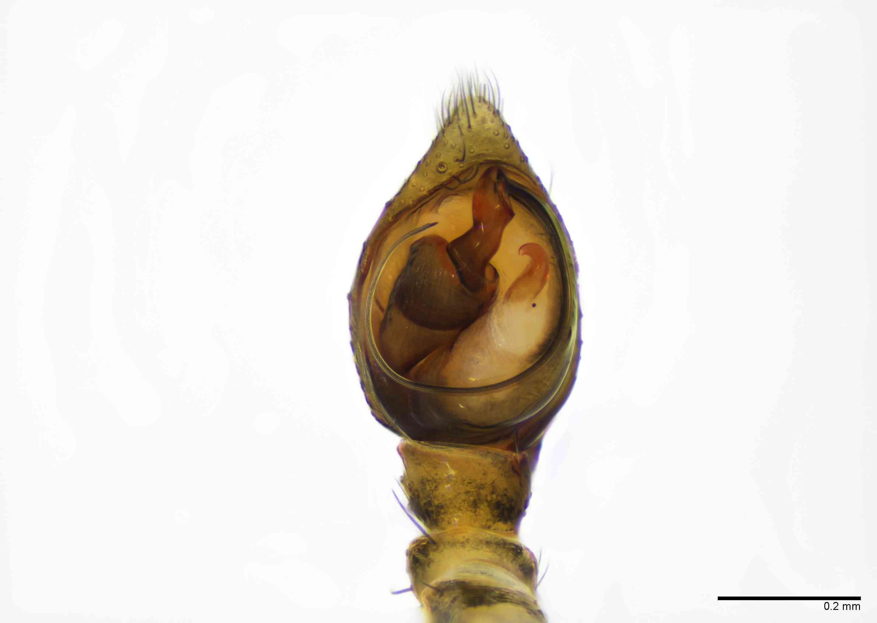 GNAPHO0051mppalvTXV065_100X_E2B.jpg