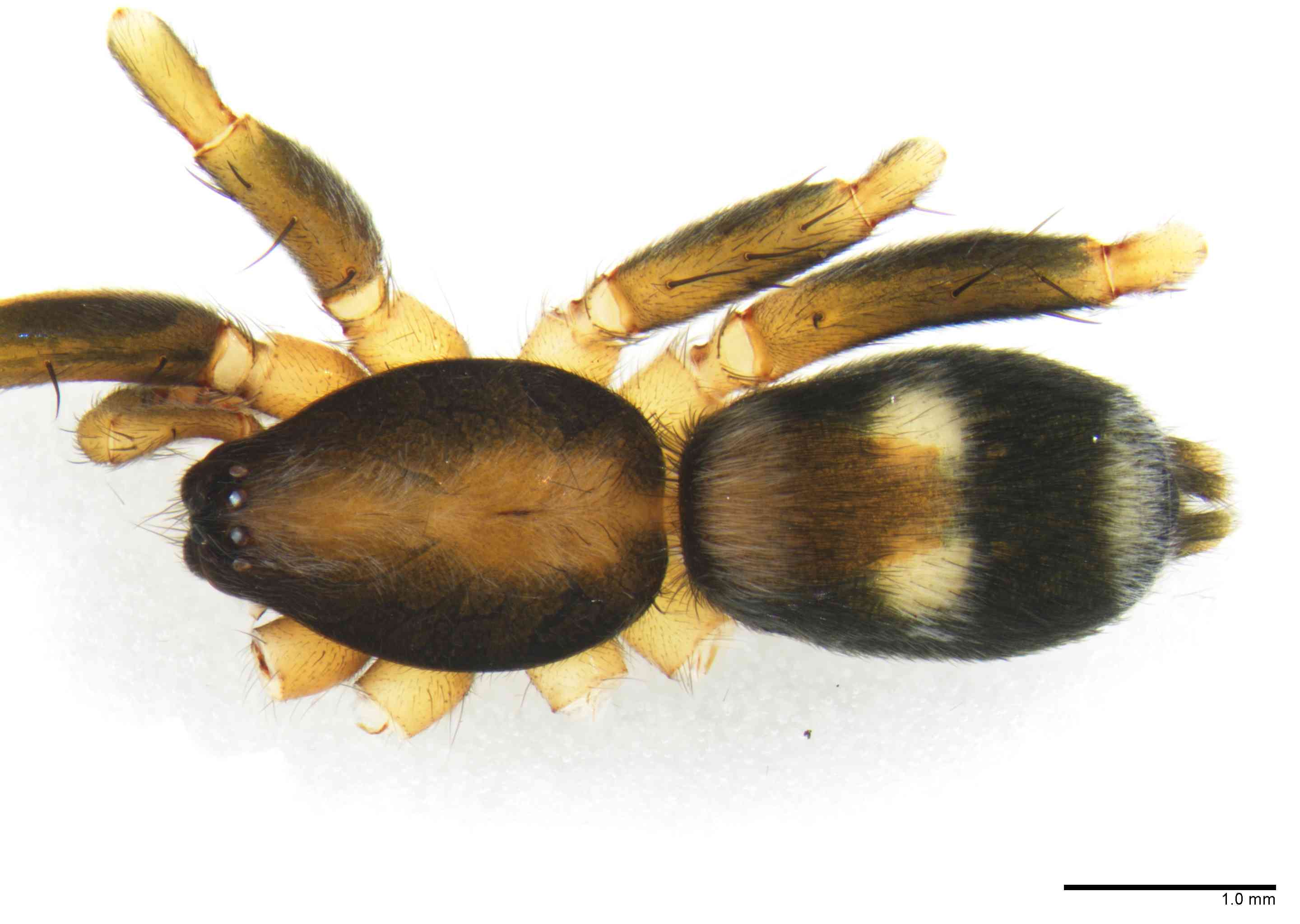 GNAPHO0052mphabdTXV066_20X_Z10.jpg