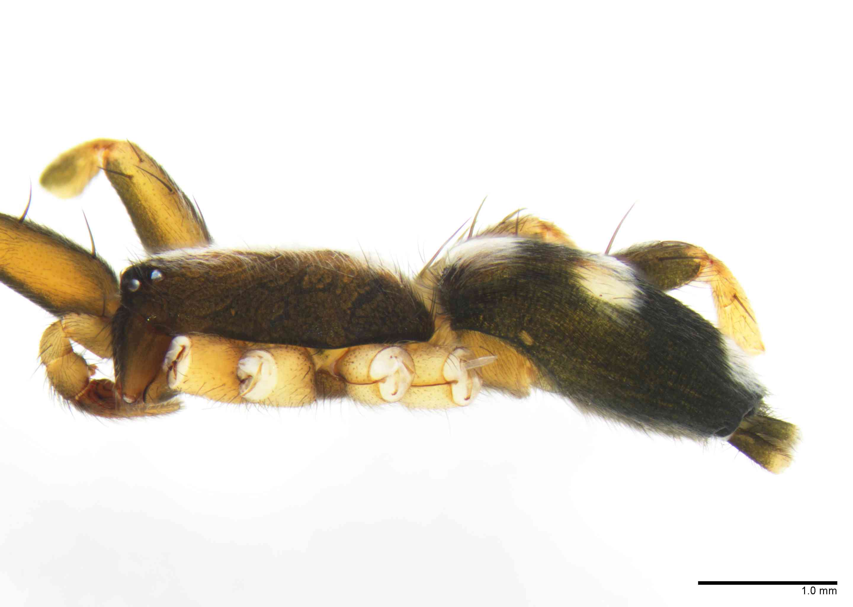 GNAPHO0052mphablTXV066_20X_Z10.jpg
