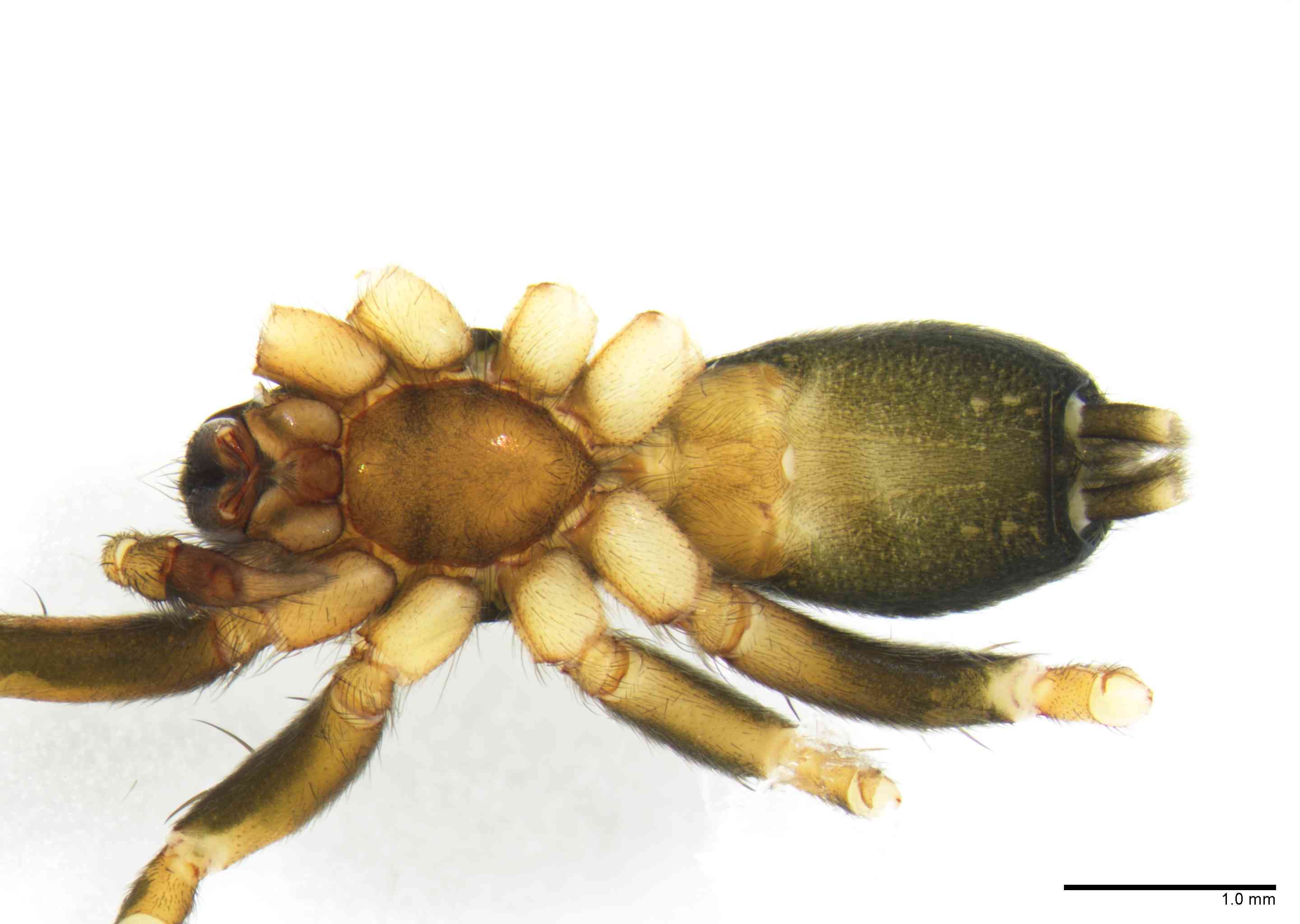 GNAPHO0052mphabvTXV066_20X_Z10.jpg