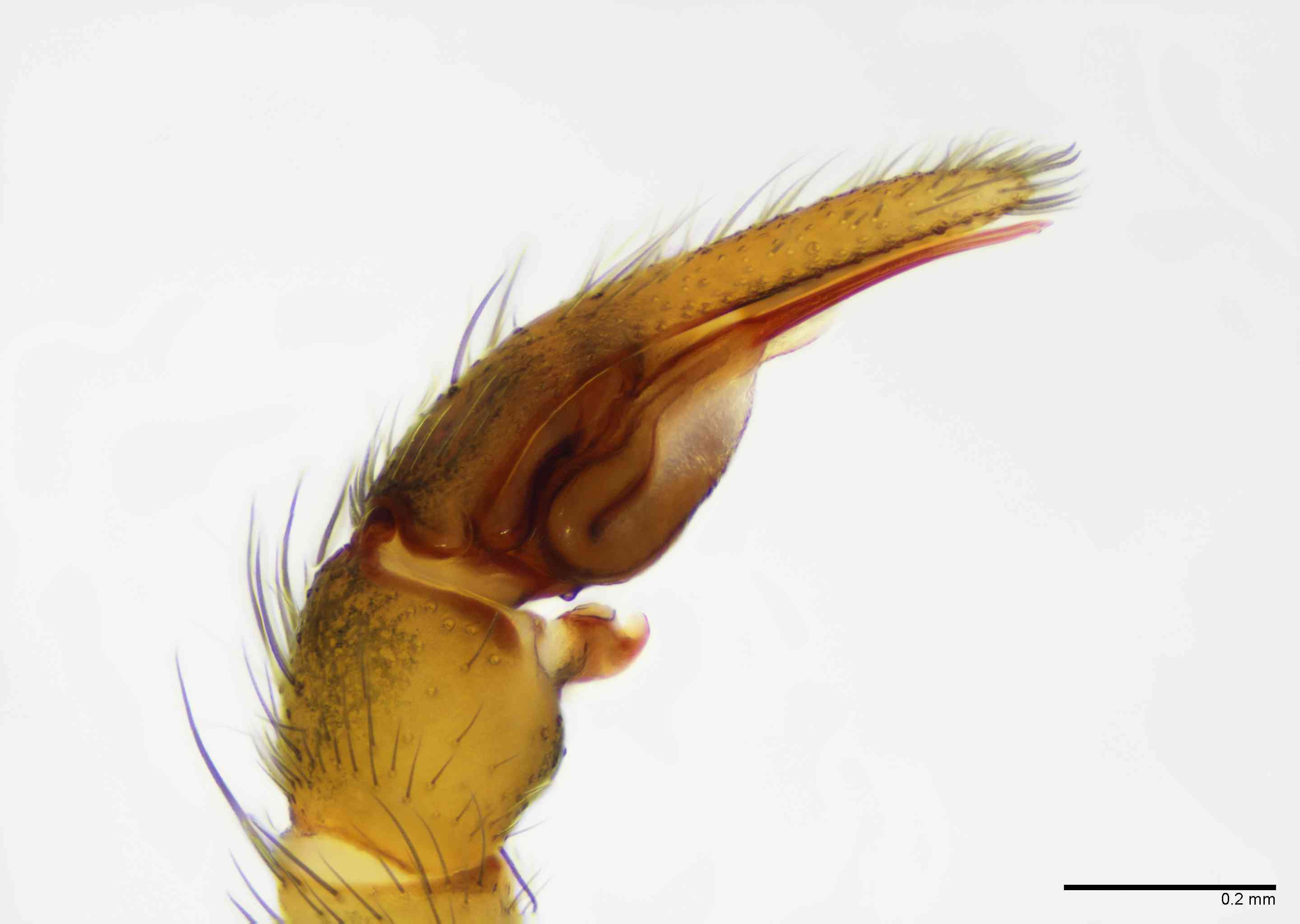 GNAPHO0052mppalpTXV066_100X_E2B.jpg