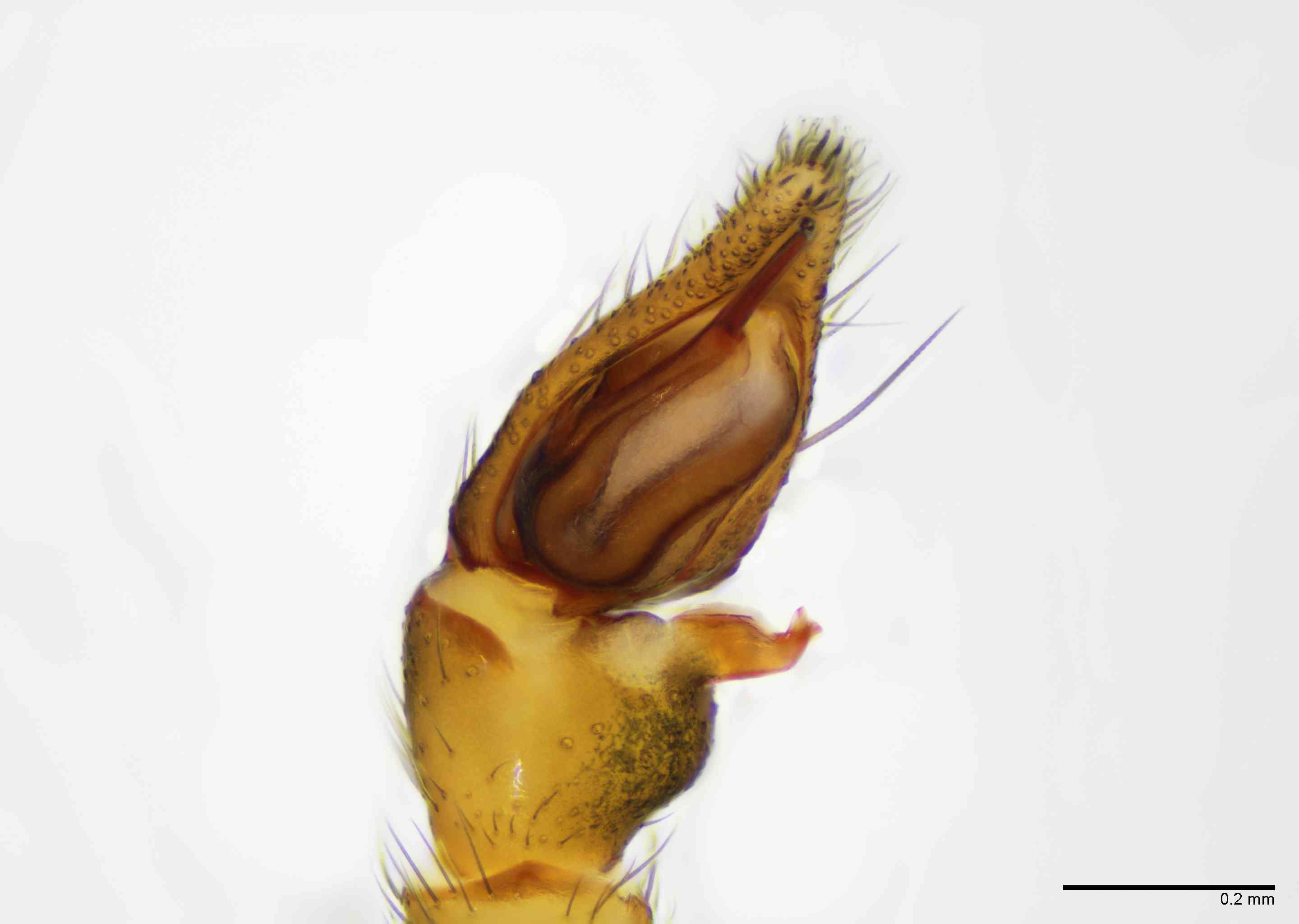 GNAPHO0052mppalvTXV066_100X_E2B.jpg