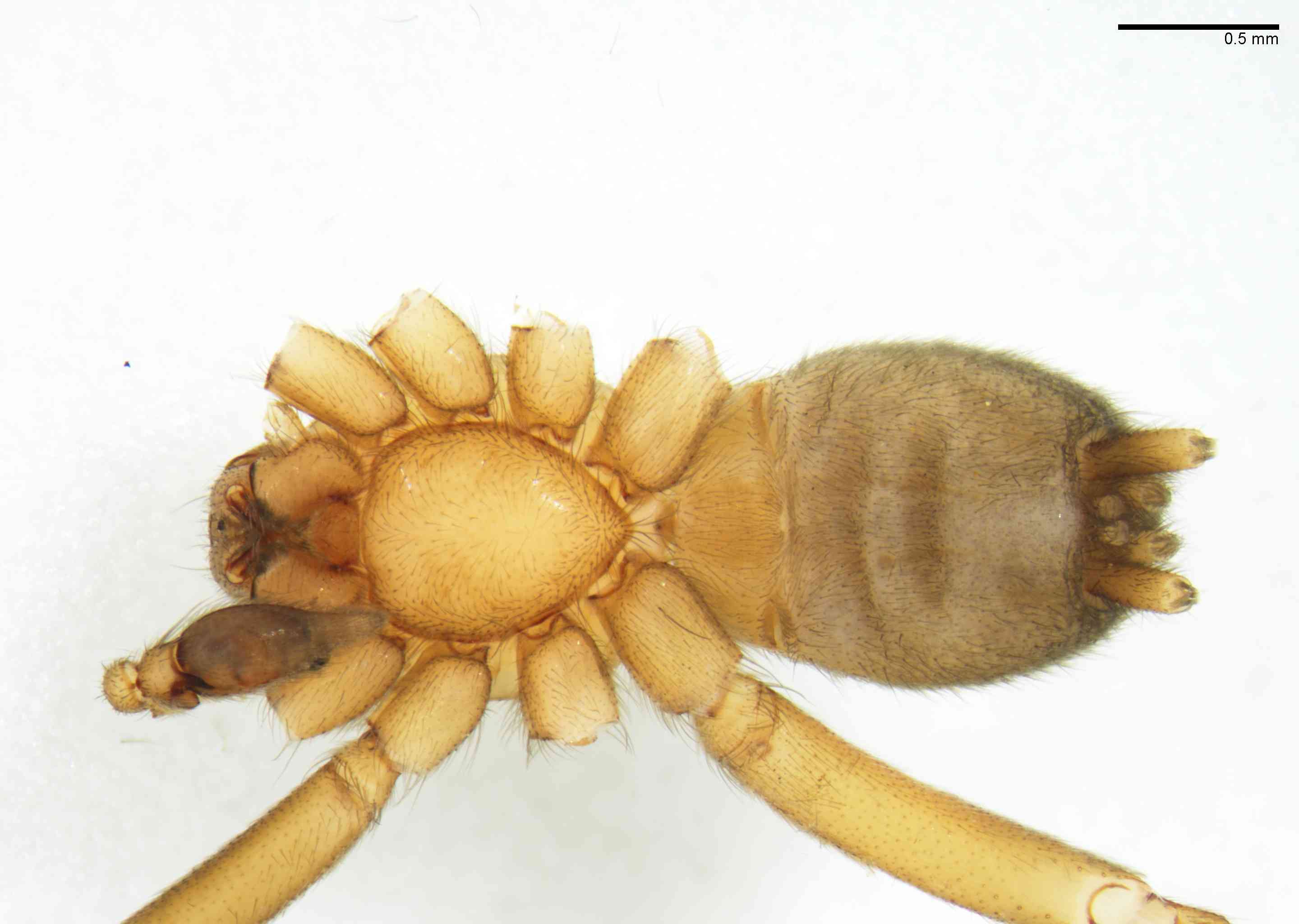 GNAPHO0053mphabvTXV068_30X_Z10.jpg